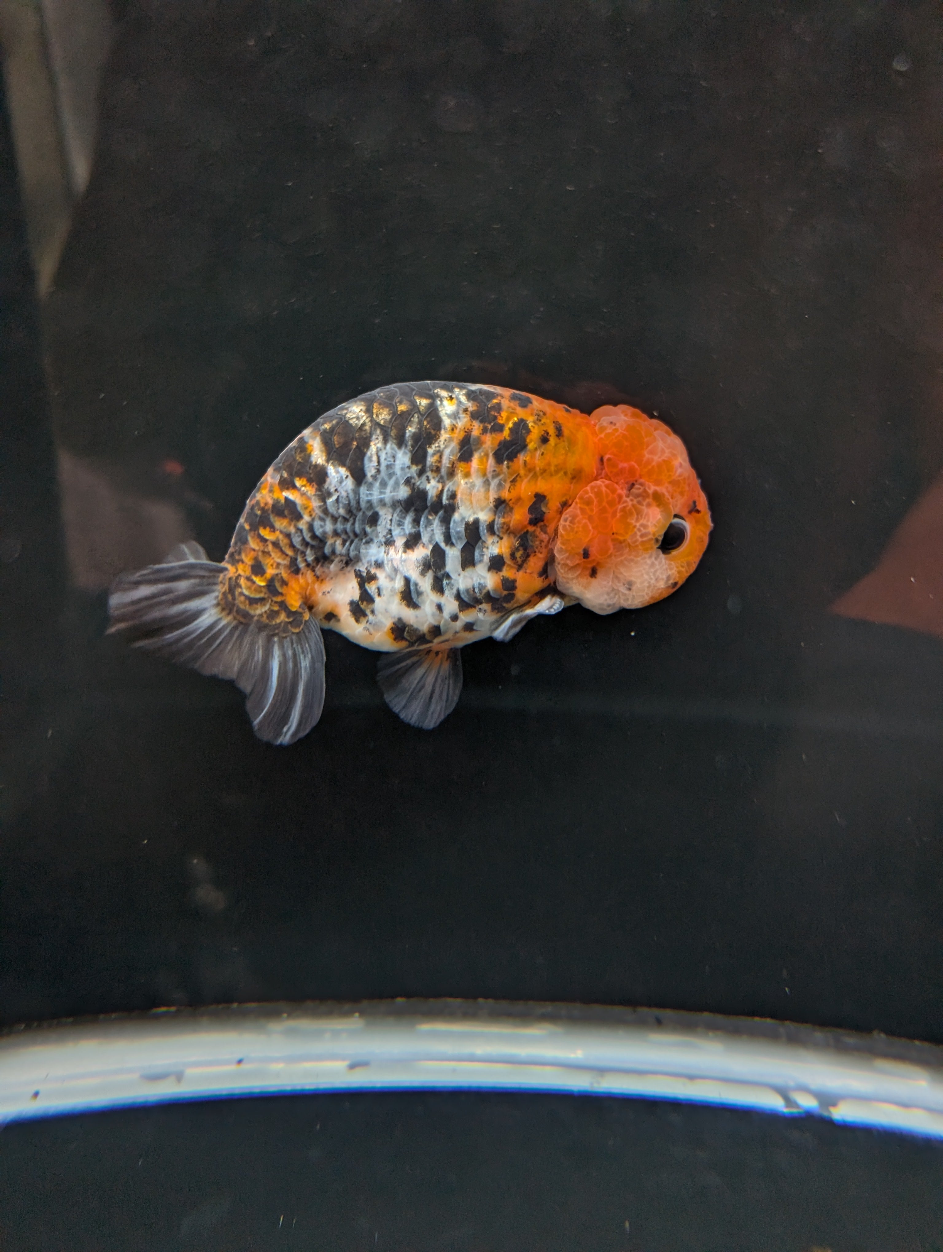 Jumbo Ranchu Calico 4.5"-5" in. ID#821R8A-031