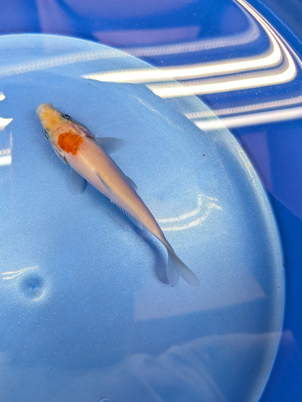 Tancho Kohaku Koi  4"in. ID#806BFK-016