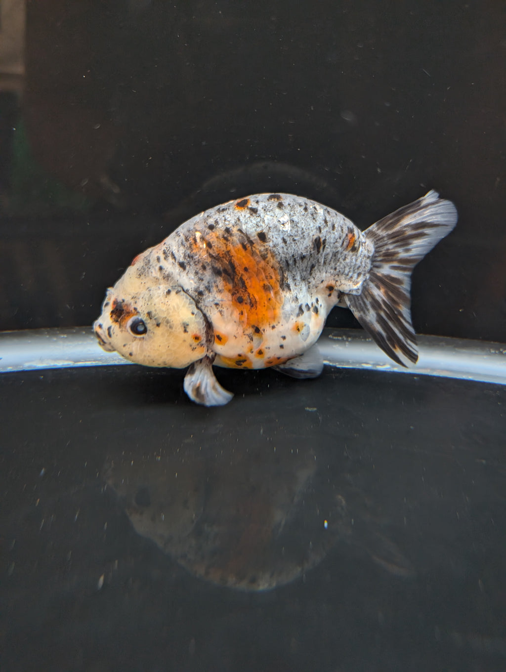 Jumbo Ranchu Kirin Calico 4.5"-5" in. ID#814R8A-025 Please See Notes.