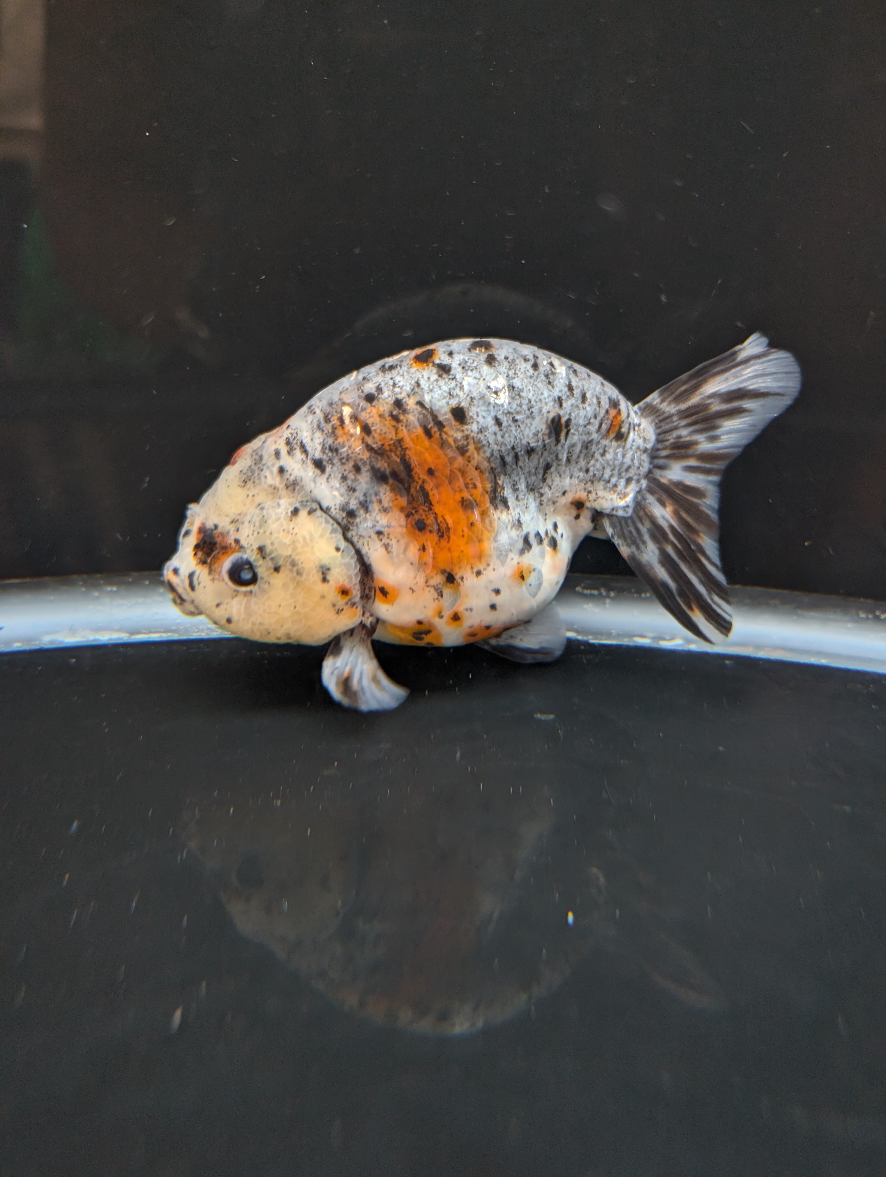 Jumbo Ranchu Kirin Calico 4.5"-5" in. ID#814R8A-025 Please See Notes.
