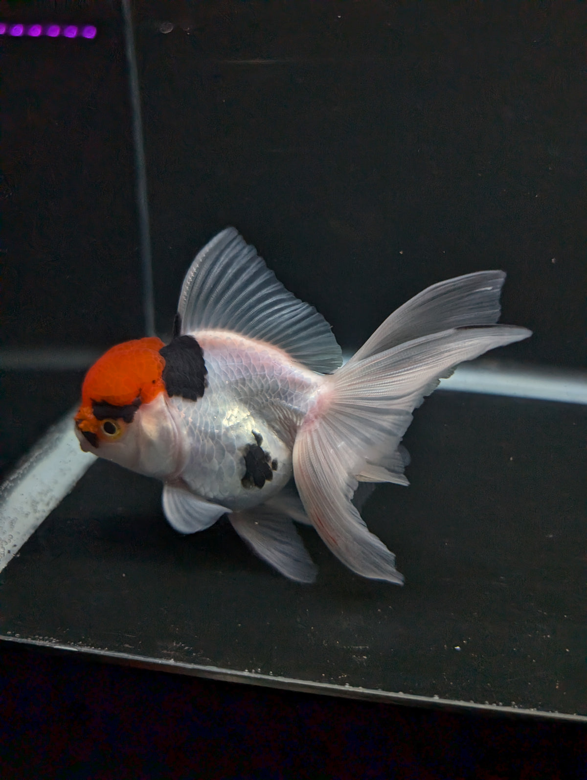 Thai Oranda Tricolor 4"-4.5"in.  ID#1016T1A-006