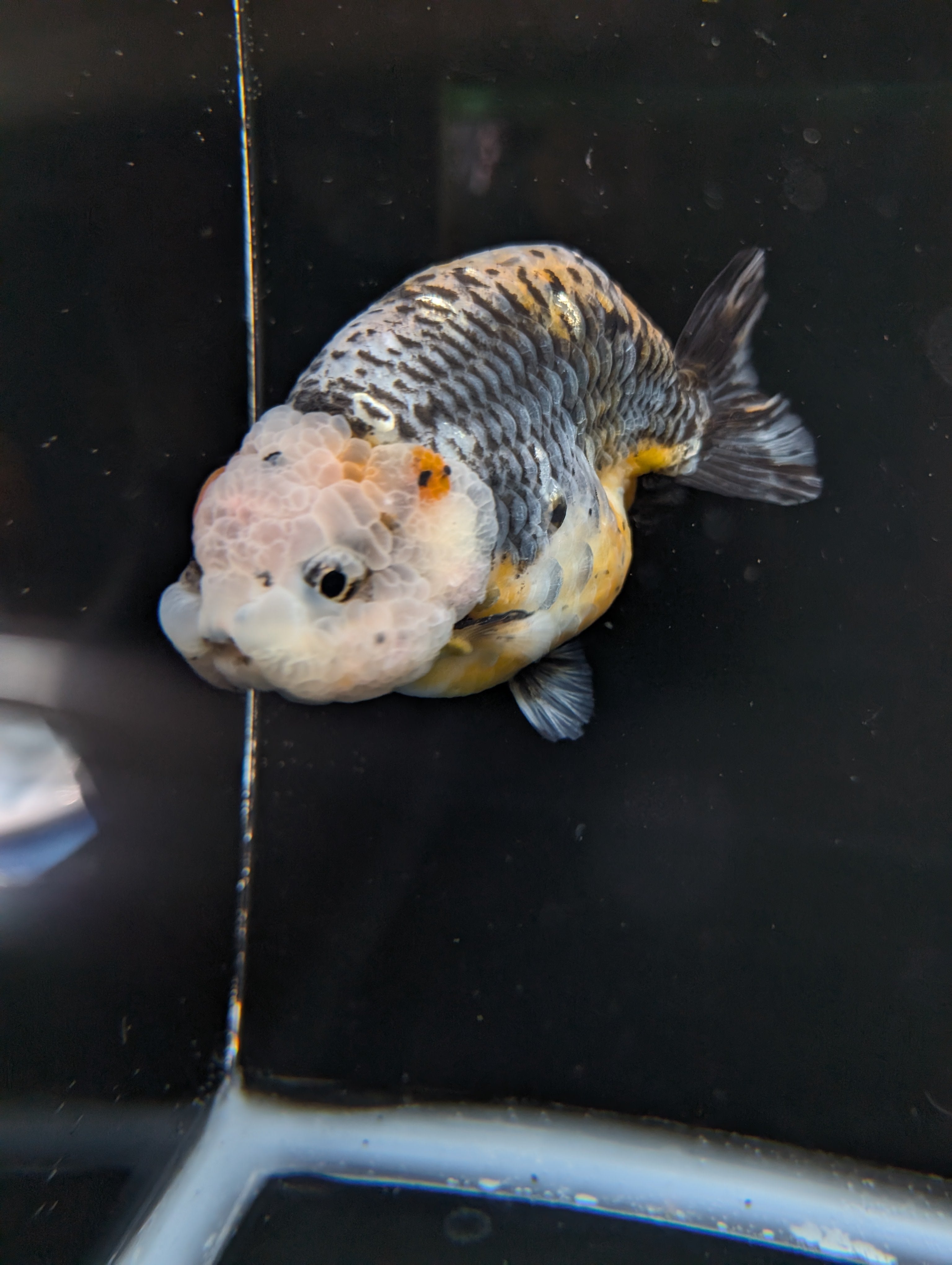 Jumbo Ranchu Kirin Calico 4.5"-5" in. ID#814R8A-023
