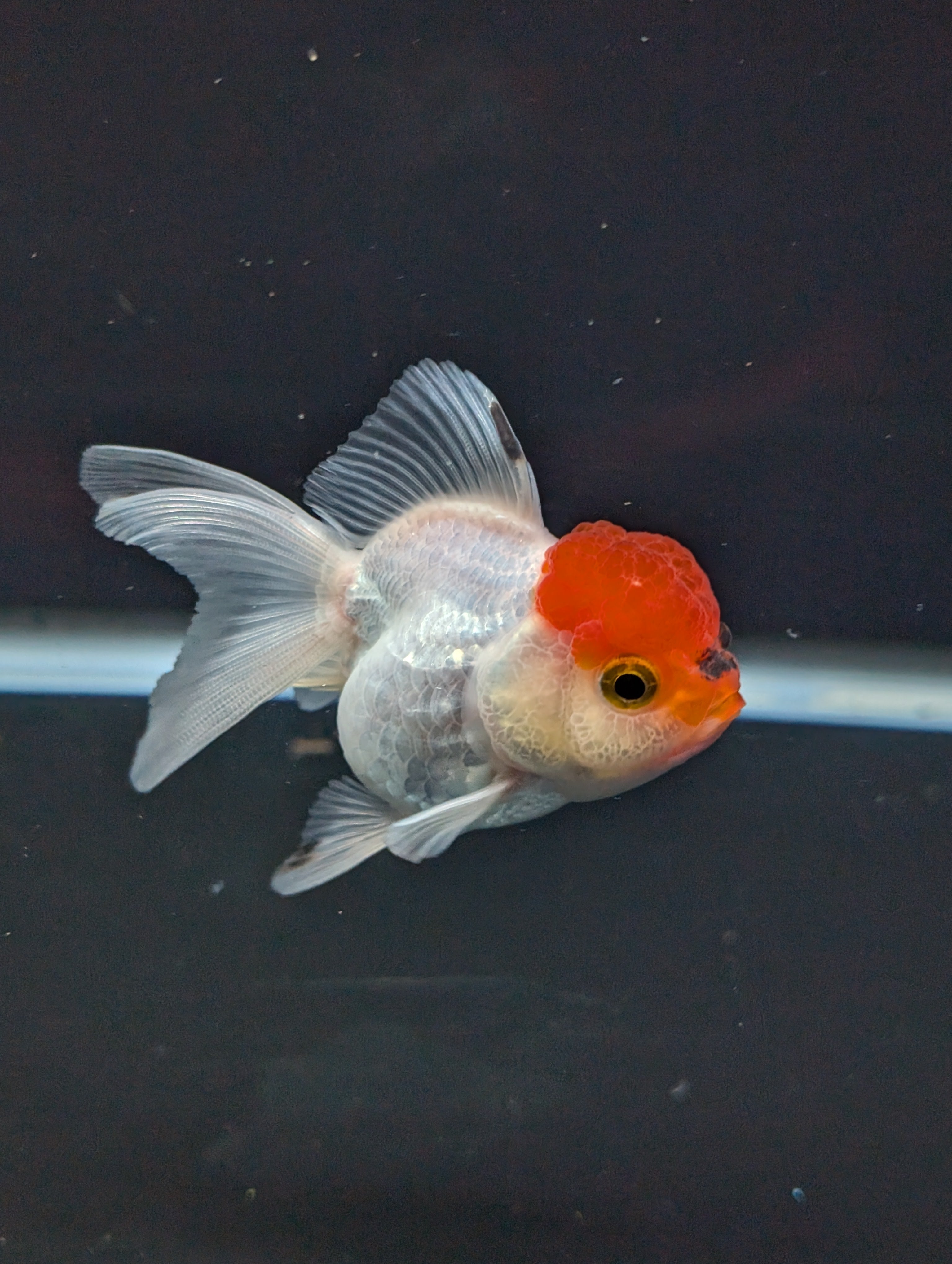 Juvenile Oranda Tricolor 3.5"-4" in.  ID#501T2A-001
