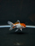 Juvenile Oranda  Red White 3"-3.5"in.  ID#619T1A-008