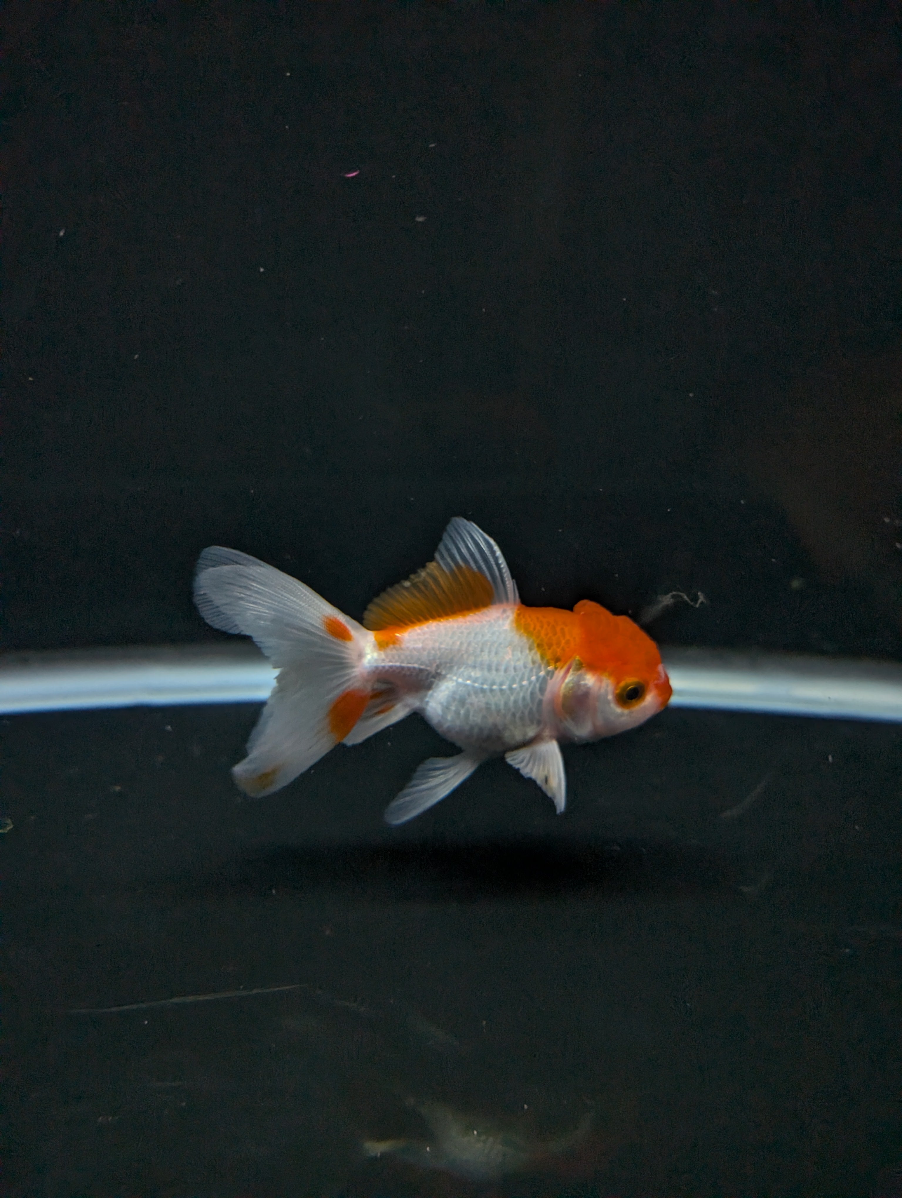 Juvenile Oranda  Red White 3"-3.5"in.  ID#619T1A-008