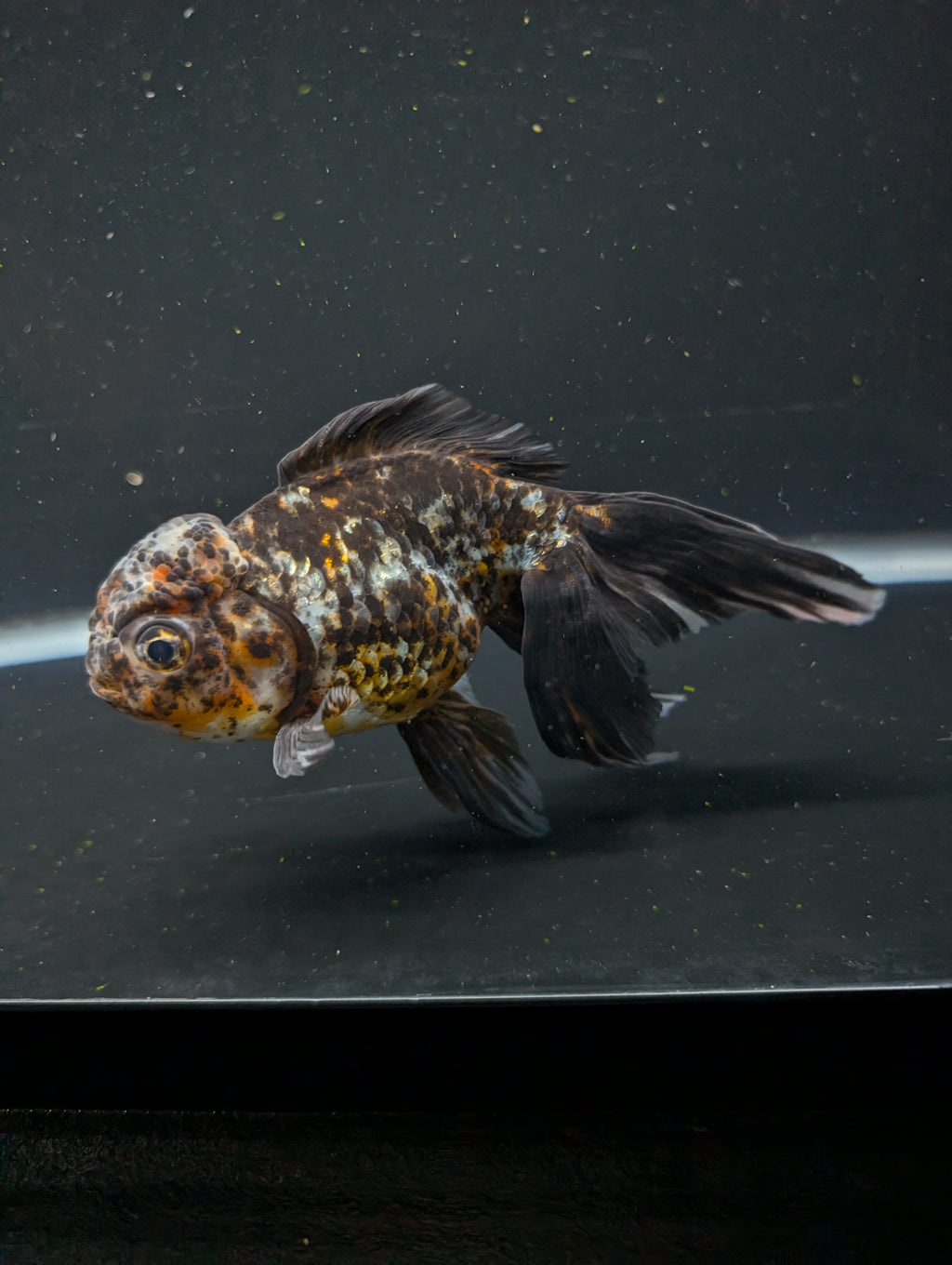 Calico Oranda 5.5"- 6"in. ID#821LB2A-64