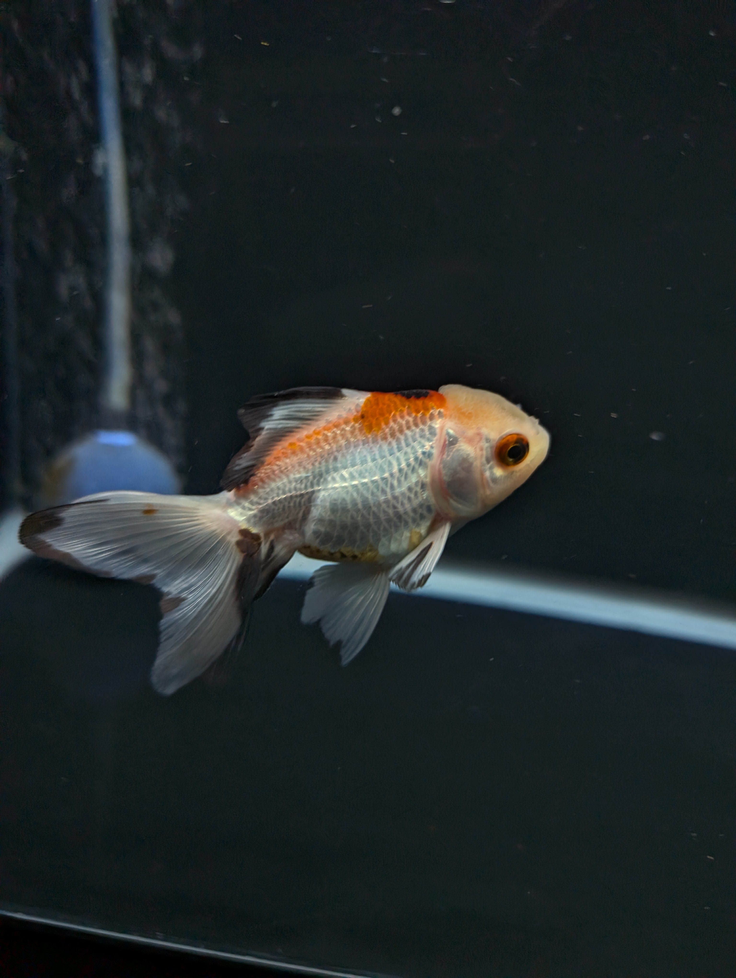Juvenile Oranda  Tricolor 3"-3.5"in.  ID#619T1A-015
