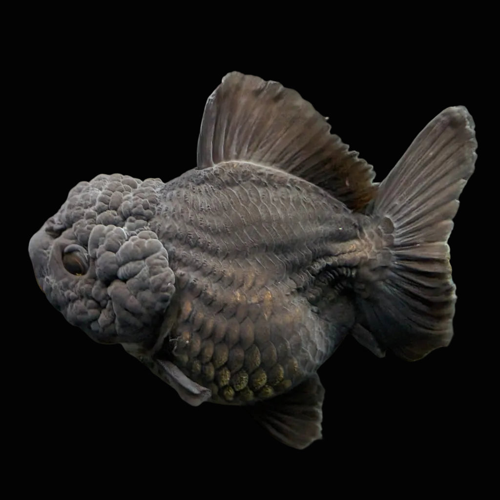 Thai Oranda Shogun Calico 4" in. ID#703SG7A-006 Please See Notes.