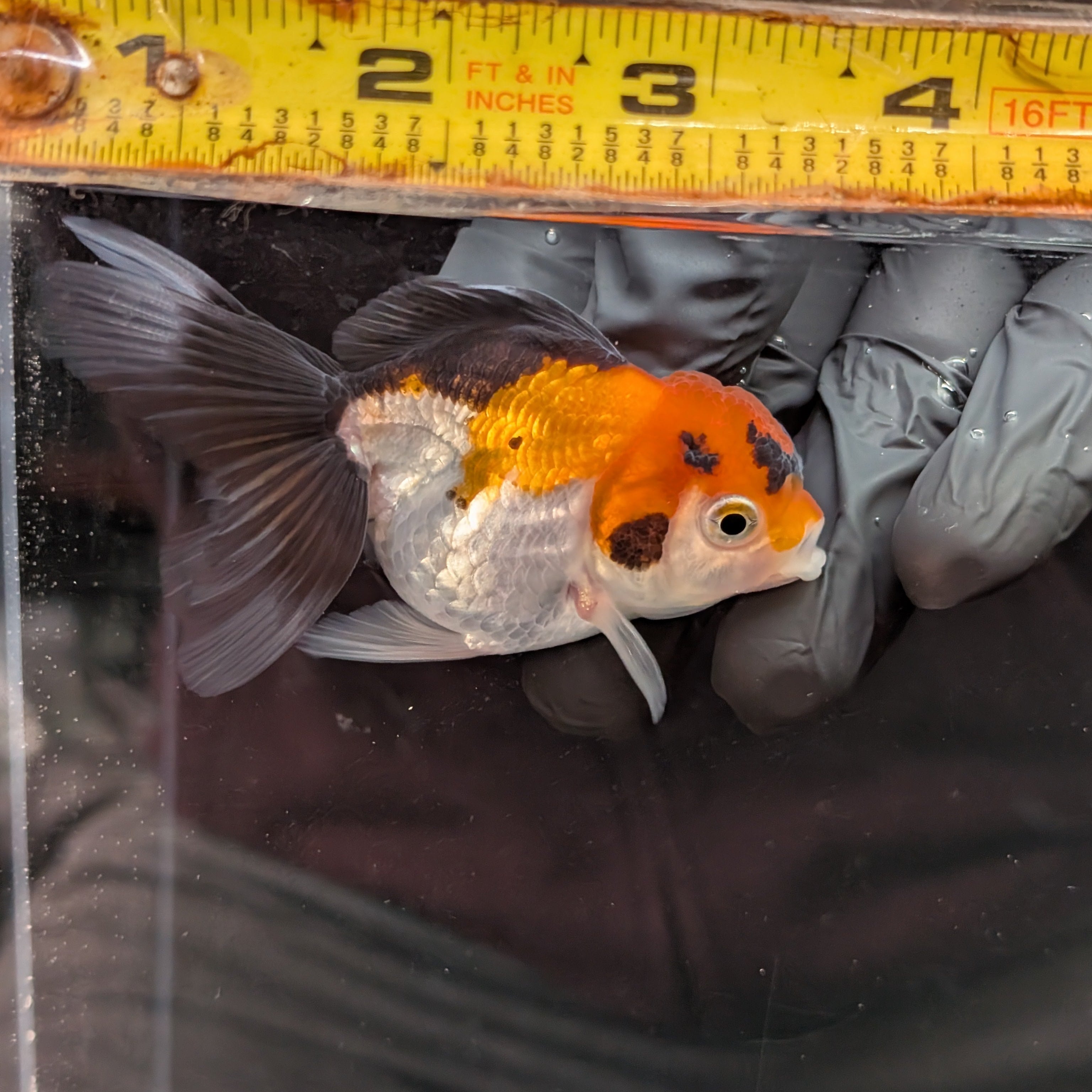 Juvenile Oranda Tricolor 3.5"-4" in.  ID#410T8A-017