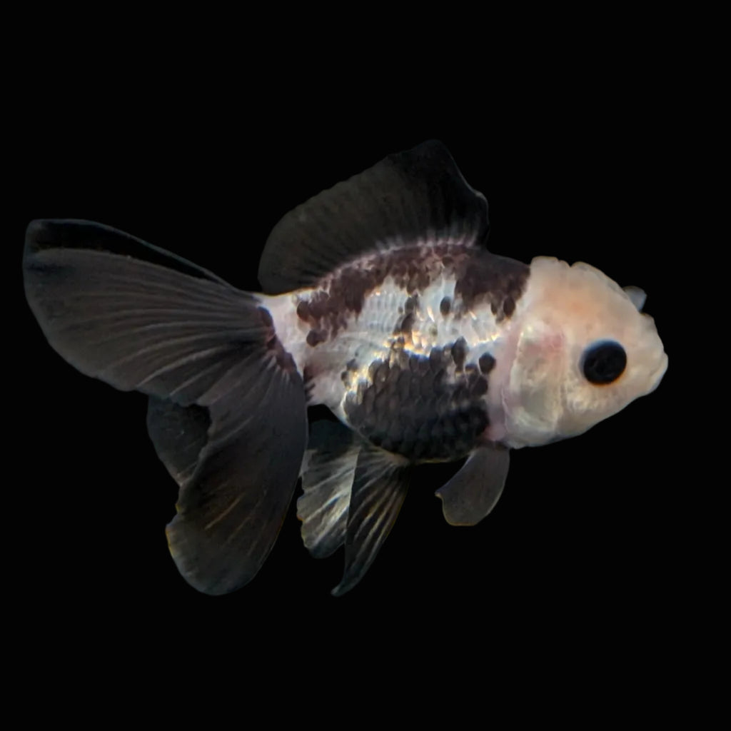 Thai Baby Oranda Panda 3"in.  ID#807T1A-001