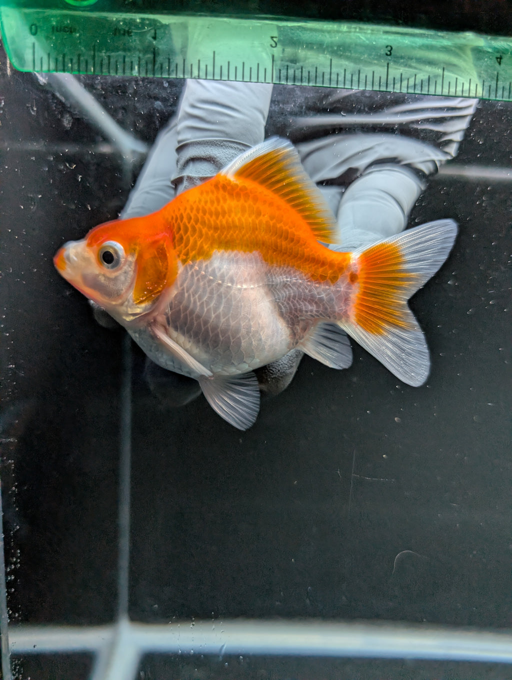 Tamasaba Red White 3"-3.5" in. ID#1009TM1B-006
