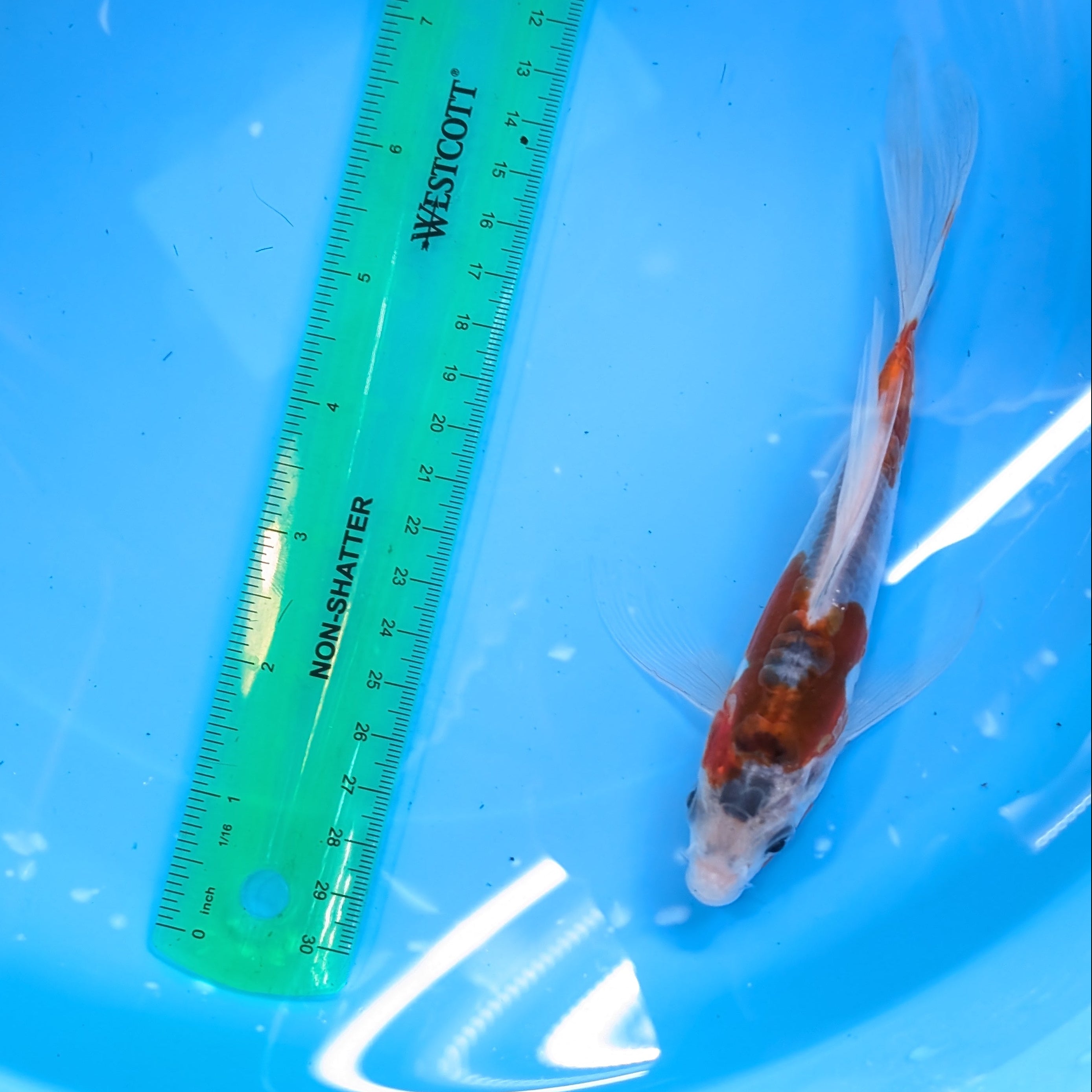 Shusui Butterfly Koi  6"-7'in. ID#727BFK-002