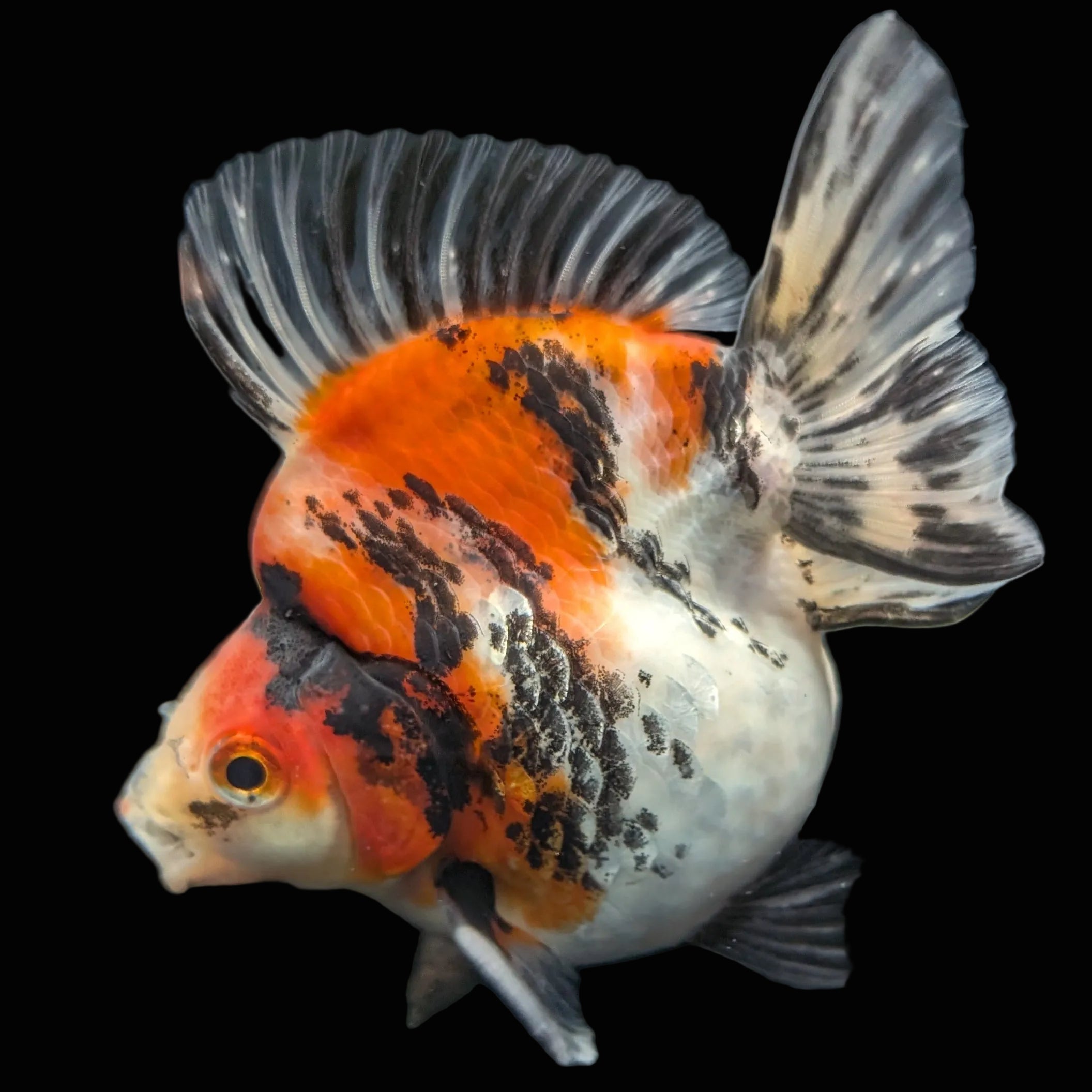 Jumbo Ryukin Short Tail Kirin Calico 4"-4.5" in. ID#3204B-006
