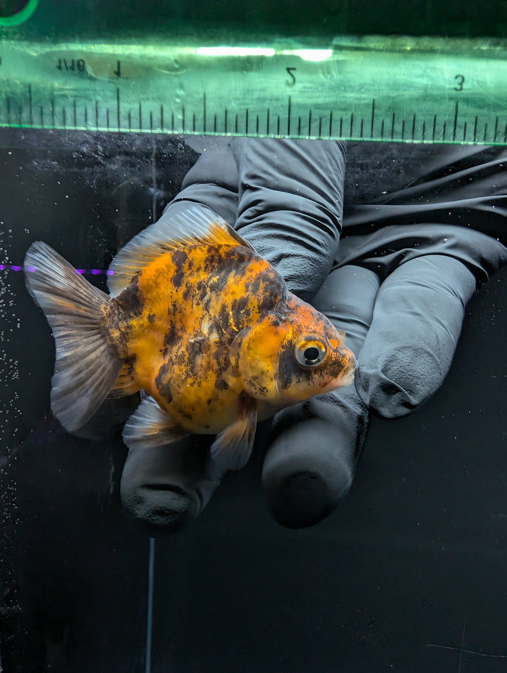 Baby Thai Shogun Oranda Tiger Calico 2"-2.5" in. ID#1016BSG11A-005