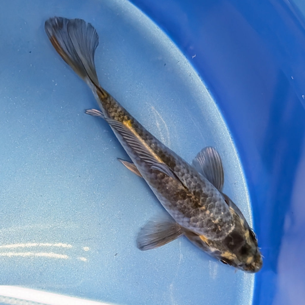 Kawari Koi  4"in. ID#806BFK-022