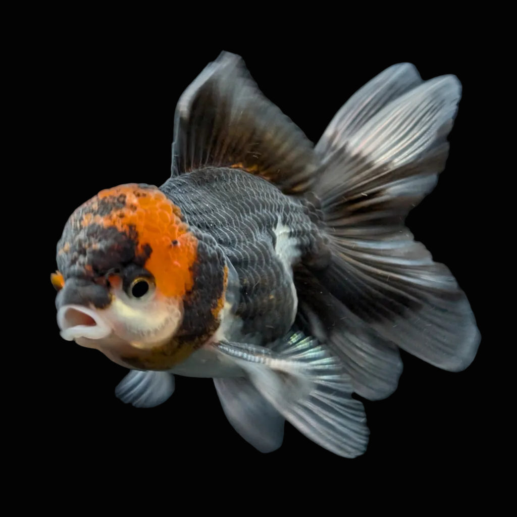 Juvenile Oranda Tricolor 3.5"-4" in.  ID#424T1A-002