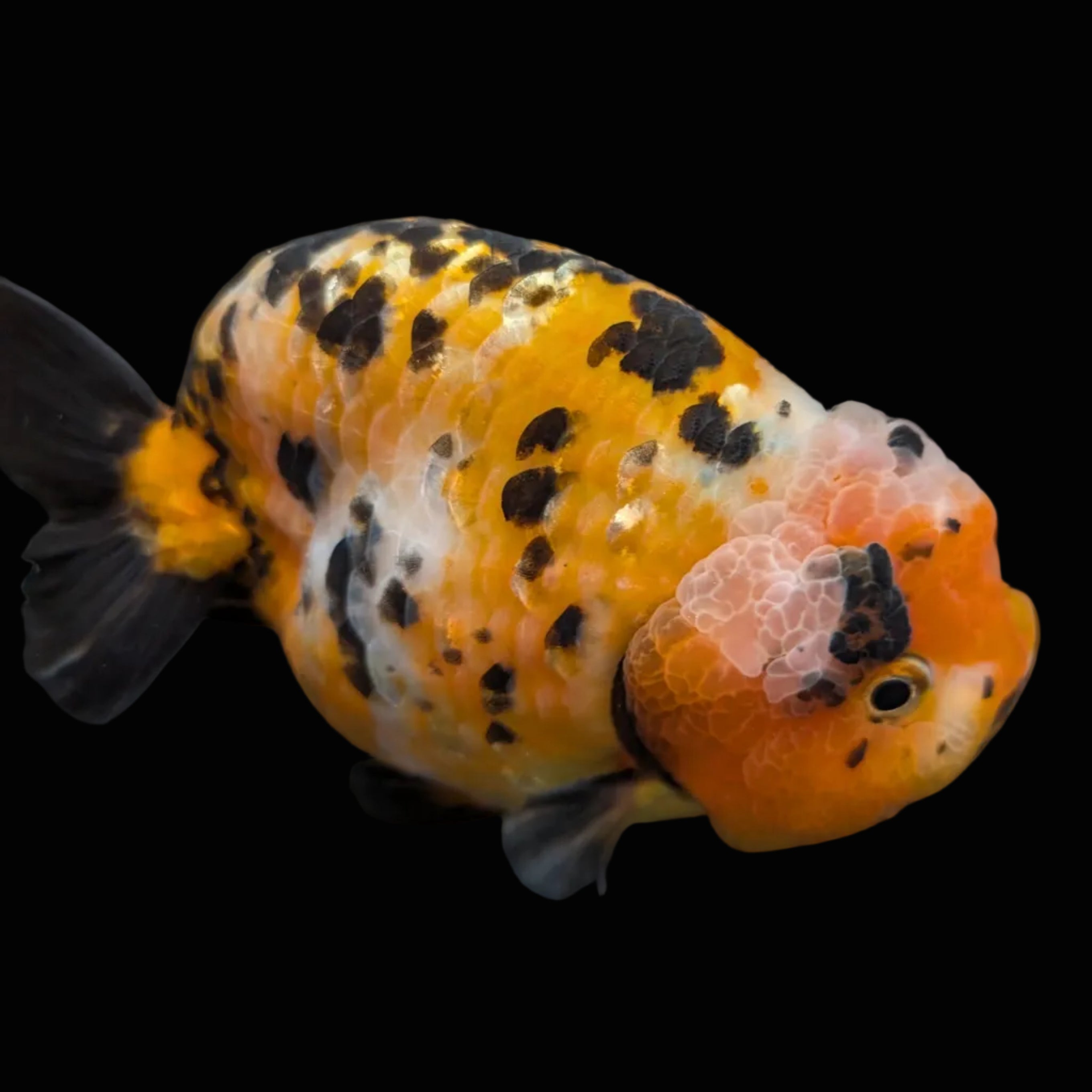Jumbo Ranchu Calico 4.5"-5" in. ID#821R8A-033