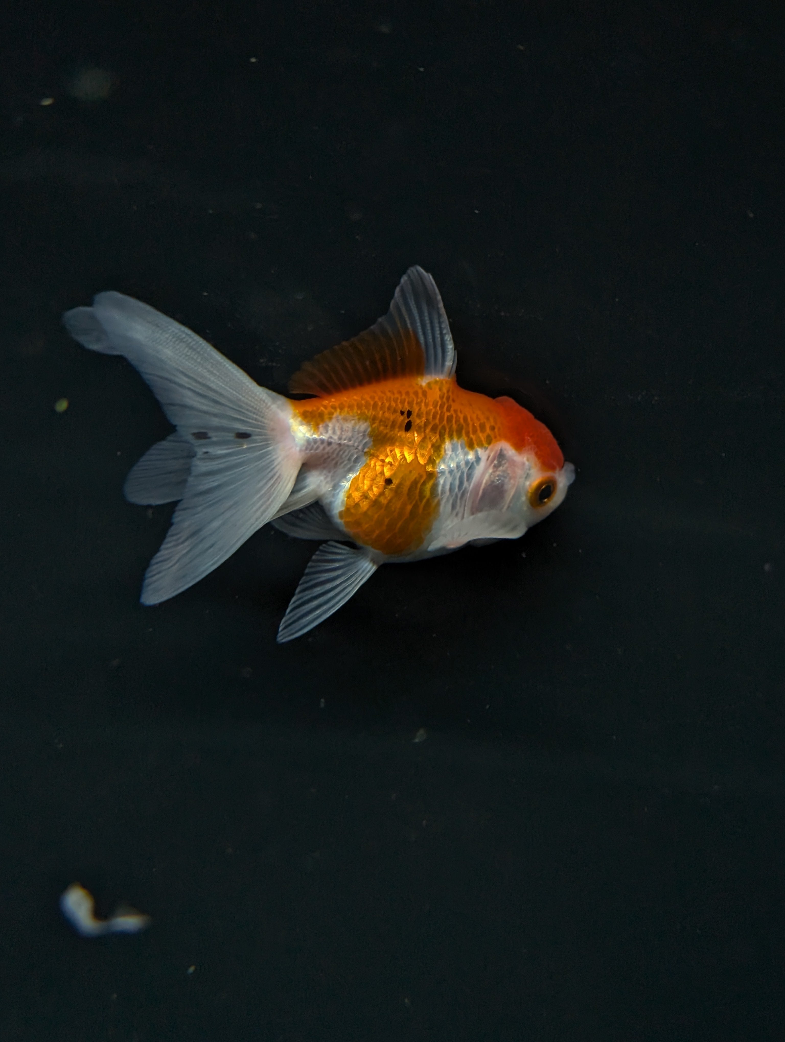 Juvenile Oranda  Red White 3"-3.5"in.  ID#619T1A-003