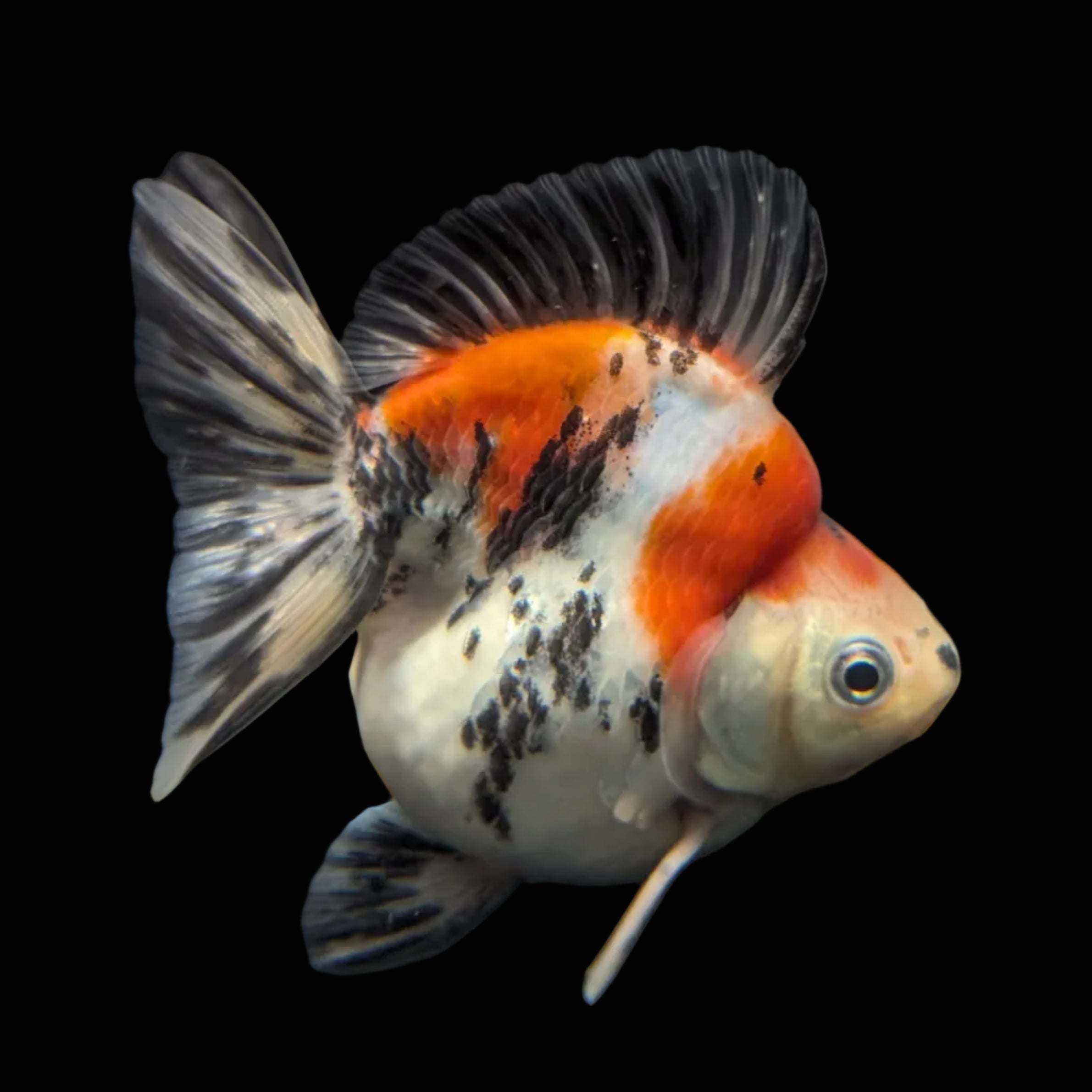 Jumbo Ryukin Short Tail Kirin Calico 4"-4.5" in. ID#3204B-006