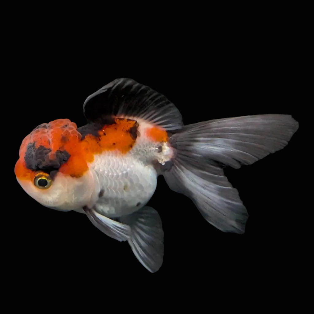 Juvenile Oranda Tricolor 3.5"-4" in.  ID#424T1A-009
