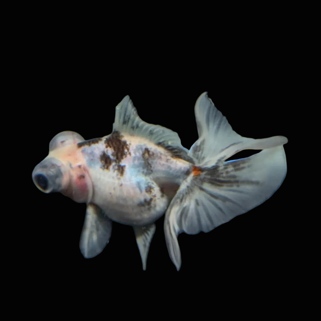 Telescope Butterfly Calico 3.5"-4" in. ID#508B4A-014