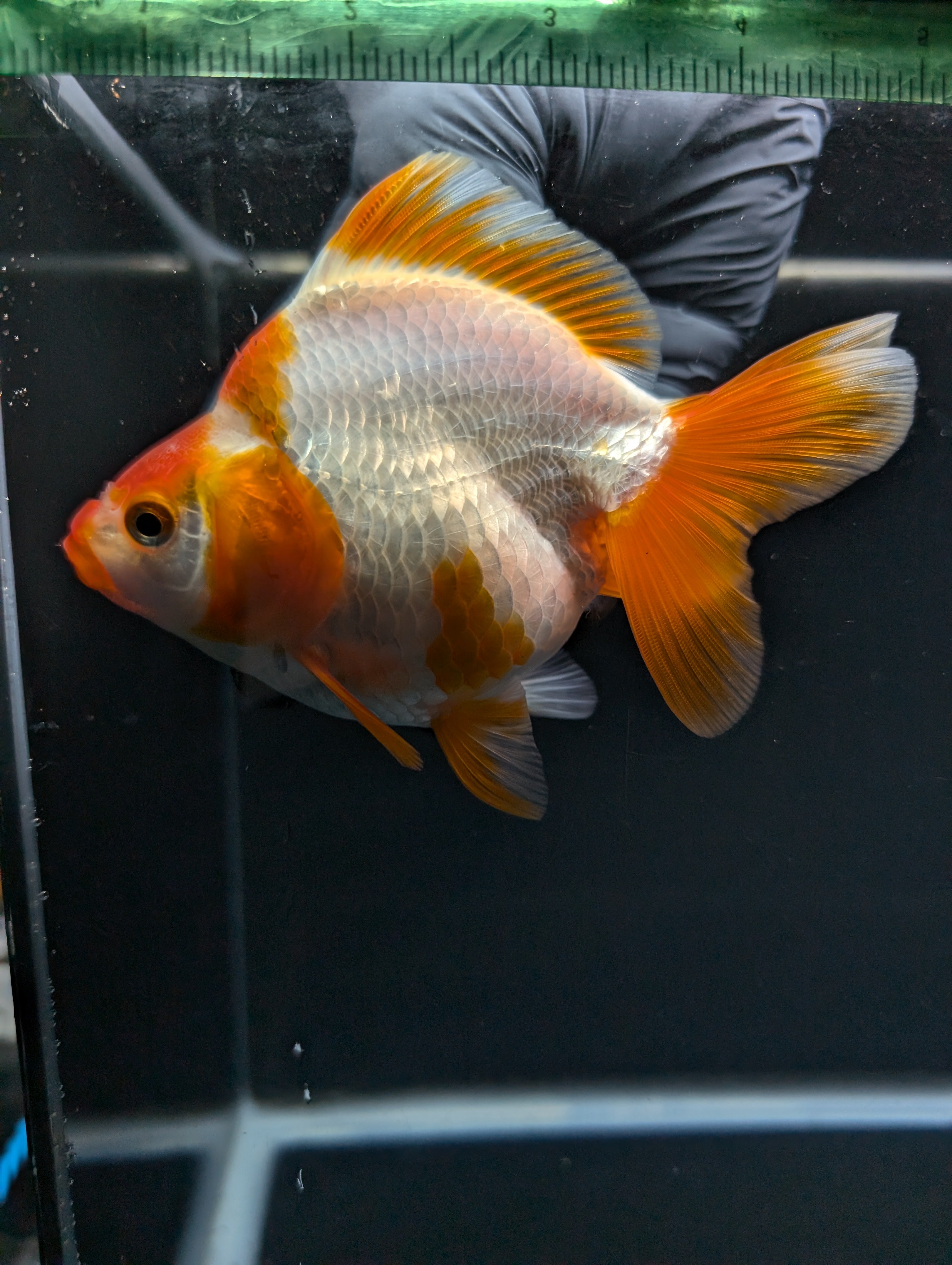 Jumbo Ryukin Short Tail Red White 4.5" in. ID#828STR5B-001