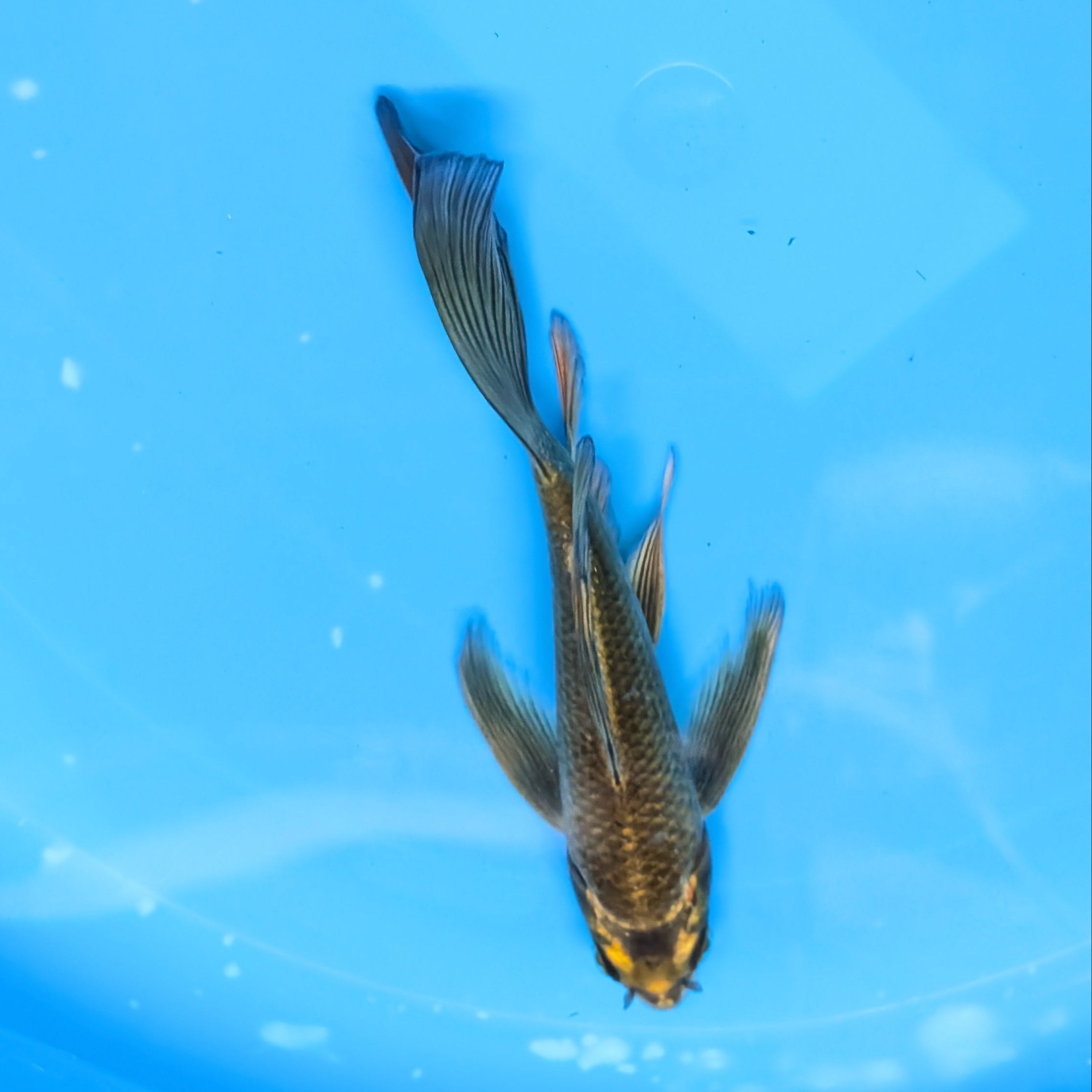 Matsuba Butterfly Koi  6"-7" in. ID#727BFK-010
