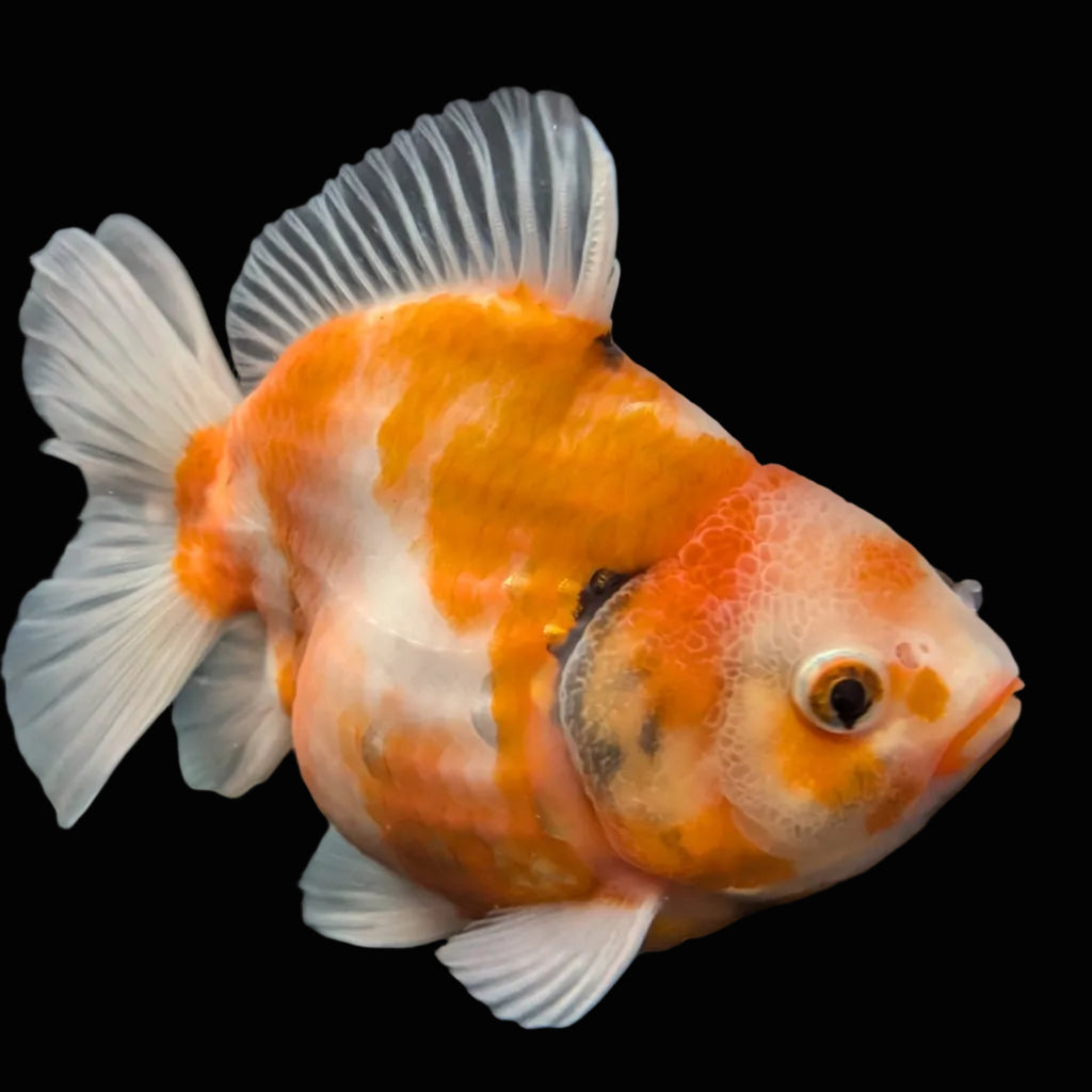 Jumbo Oranda Yuan Bao  Sakura   4"-4.5"in. ID#807SB13A-005