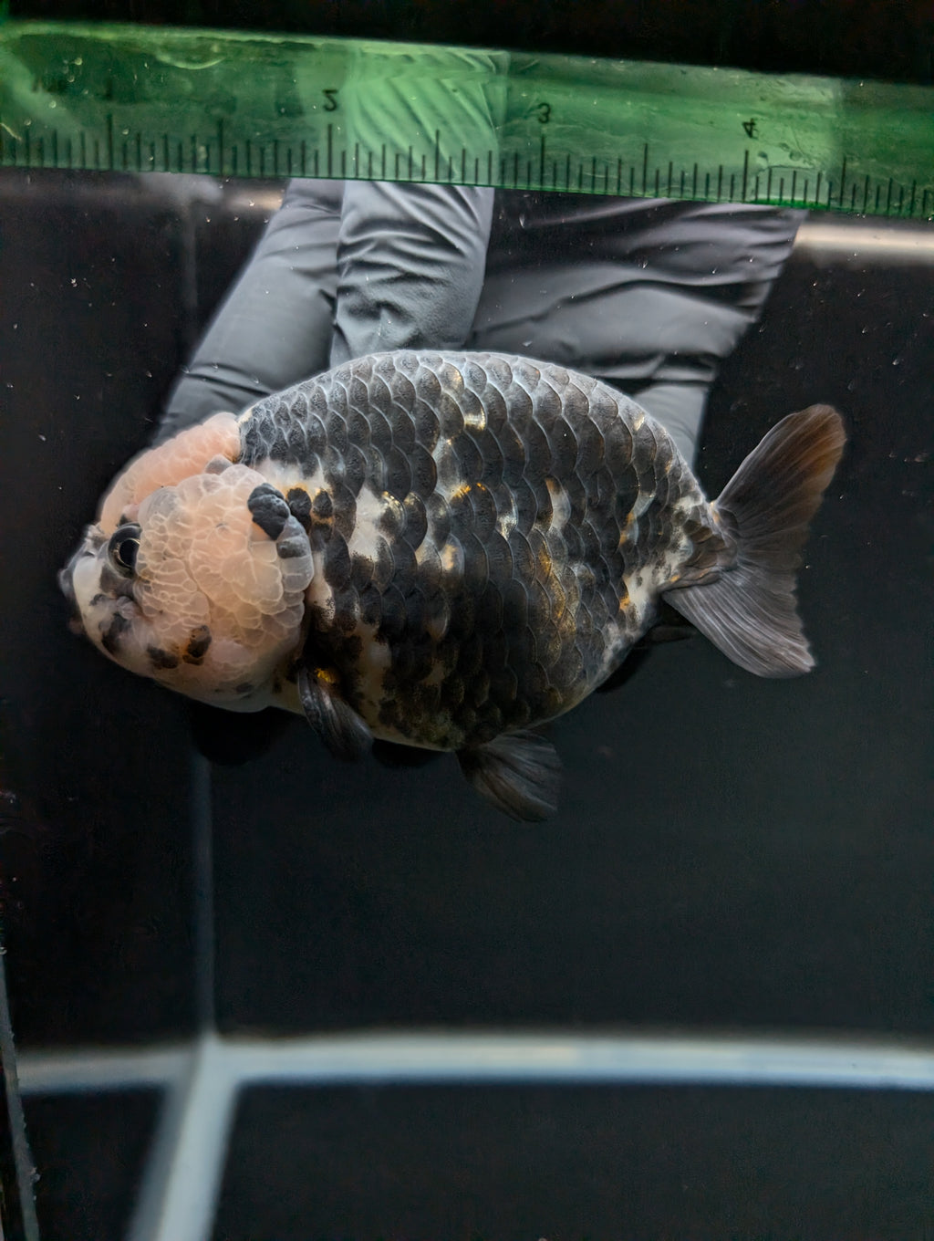 Jumbo Ranchu Heavy Ink Calico 4.5"-5" in. ID#828R8A-053