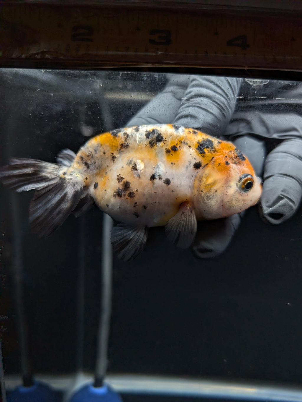 Ranchu Calico 3"-3.5" in. ID#529R13A-063