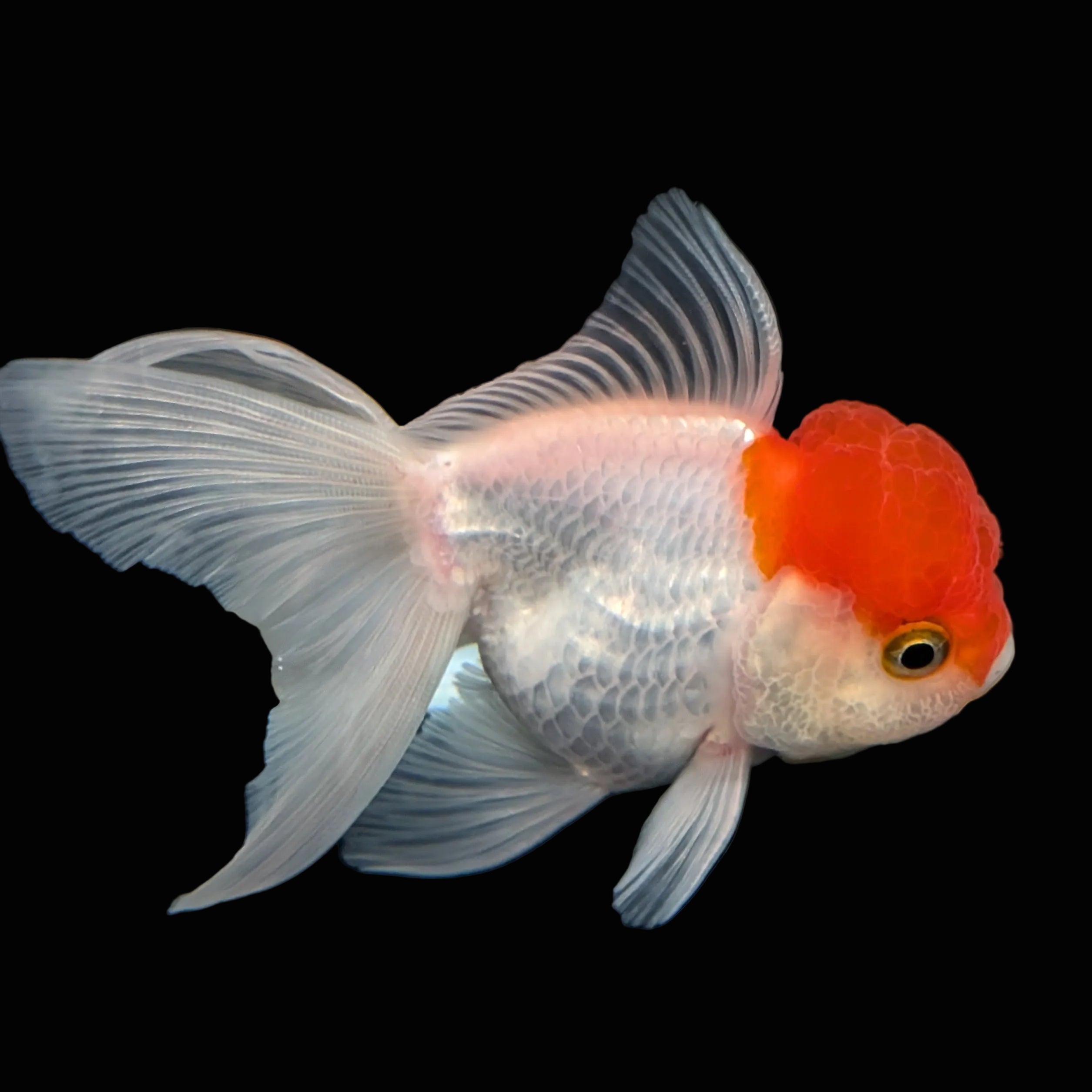 TOAD *Boss 415  Juvenile Oranda Red Cap 3.5"-4" in.  ID#410T8A-020