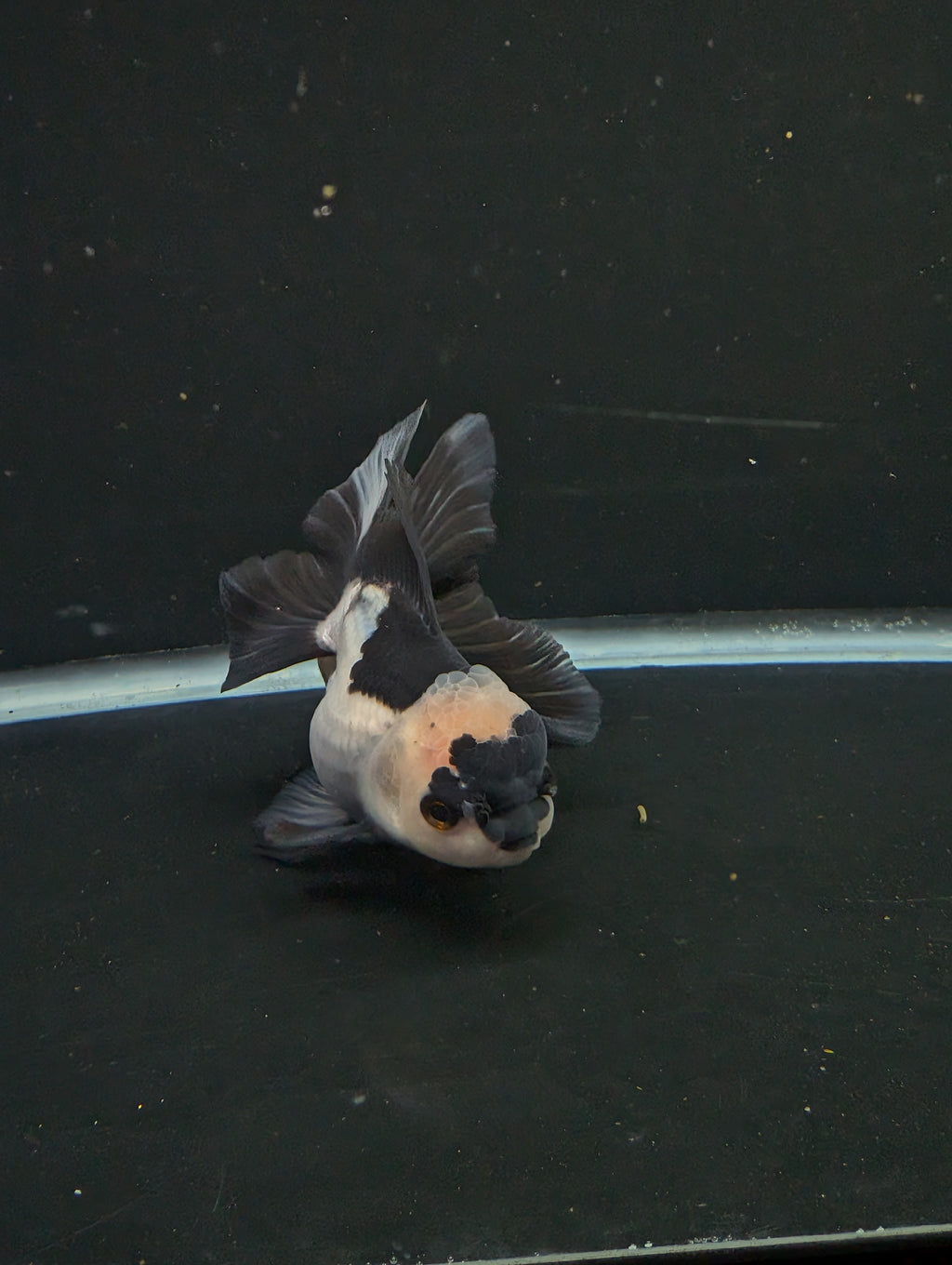 Thai Oranda Panda 4"-4.5"in.  ID#1016T1A-005