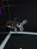 Thai Oranda Panda 4"-4.5"in.  ID#1023T1A-024