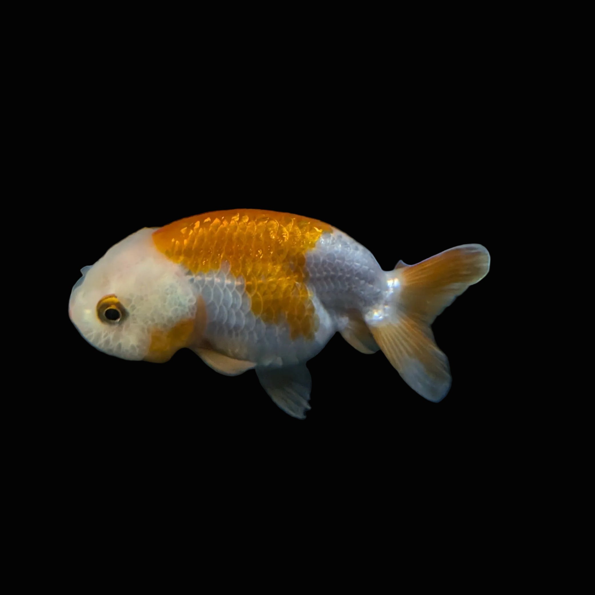Ranchu Red White 3"-3.5" in. ID#403R7A-011