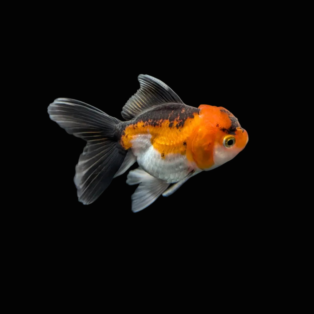 Juvenile Oranda Tricolor 3.5"-4" in.  ID#320T13b-009