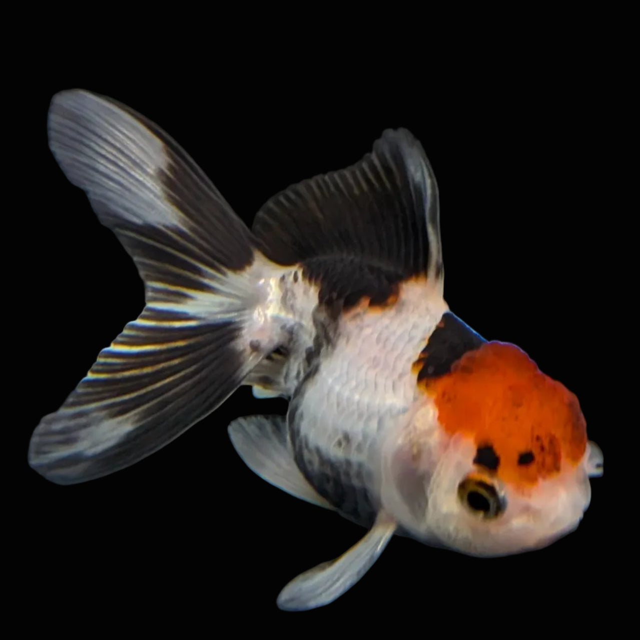 Thai Baby Oranda Tricolor 3"in.  ID#807T1A-002