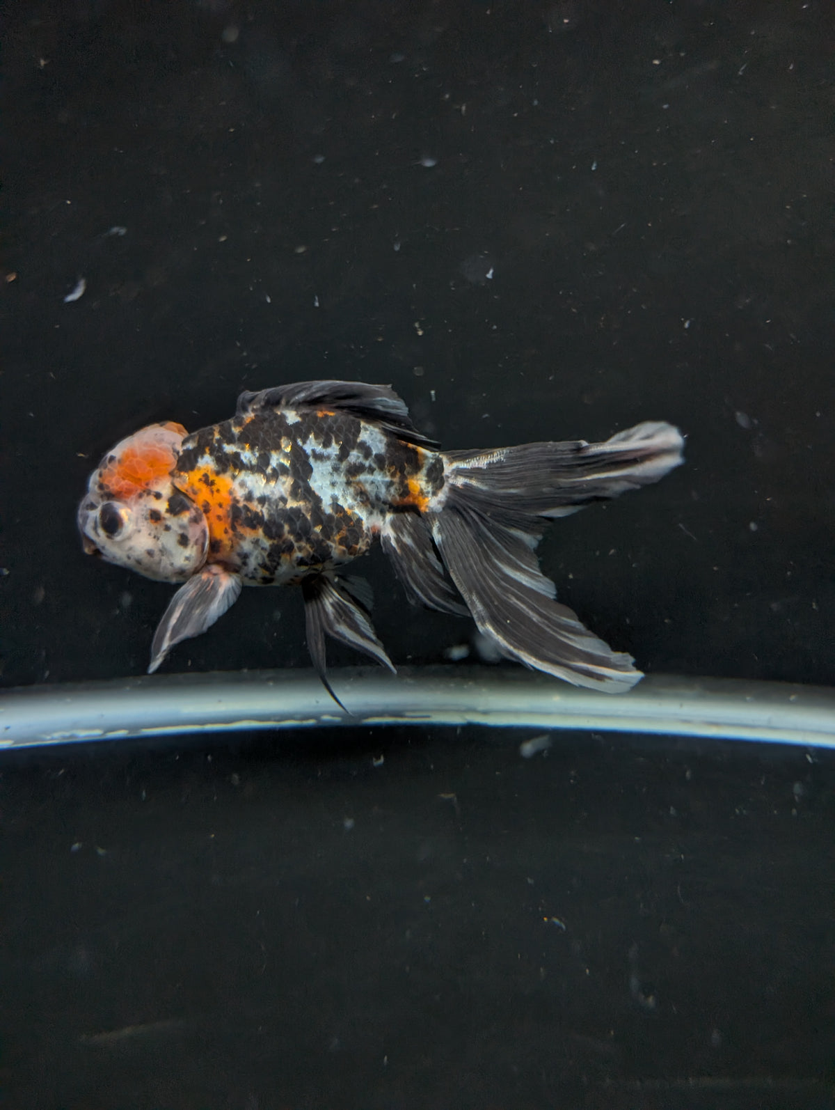 Calico Oranda 4.5"-5"in. ID#911LB2A-004