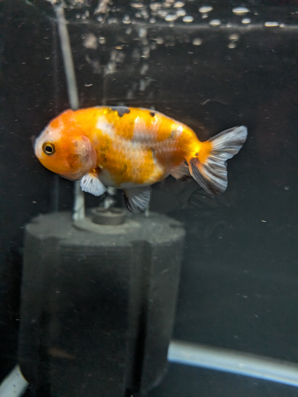 Ranchu Calico 3"-3.5" in. ID#501R13A-029