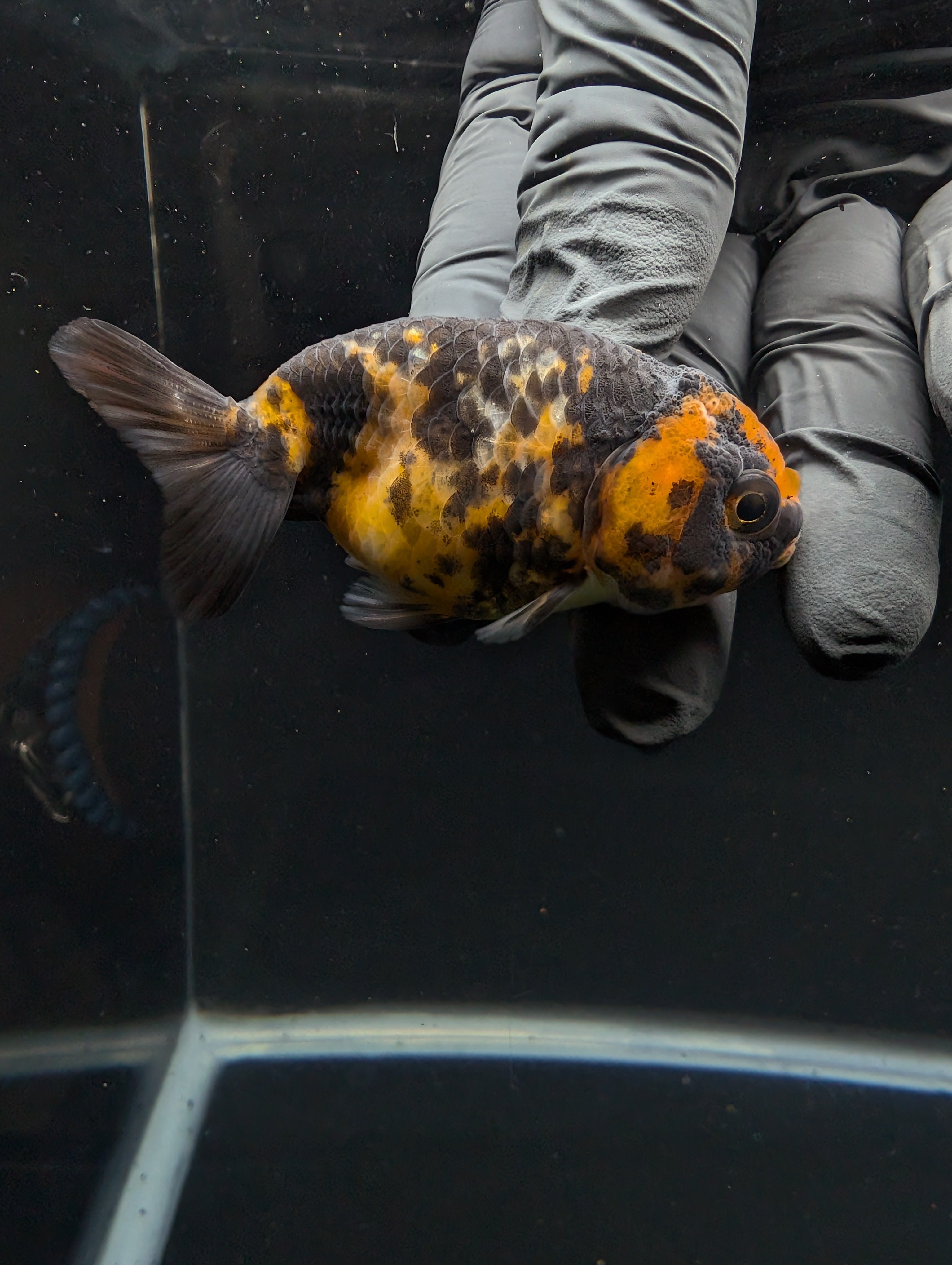 Ranchu Calico 3"-3.5" in. ID#605R4A-078