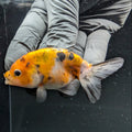 Ranchu Calico 2.5"-3" in. ID#724R4A-035