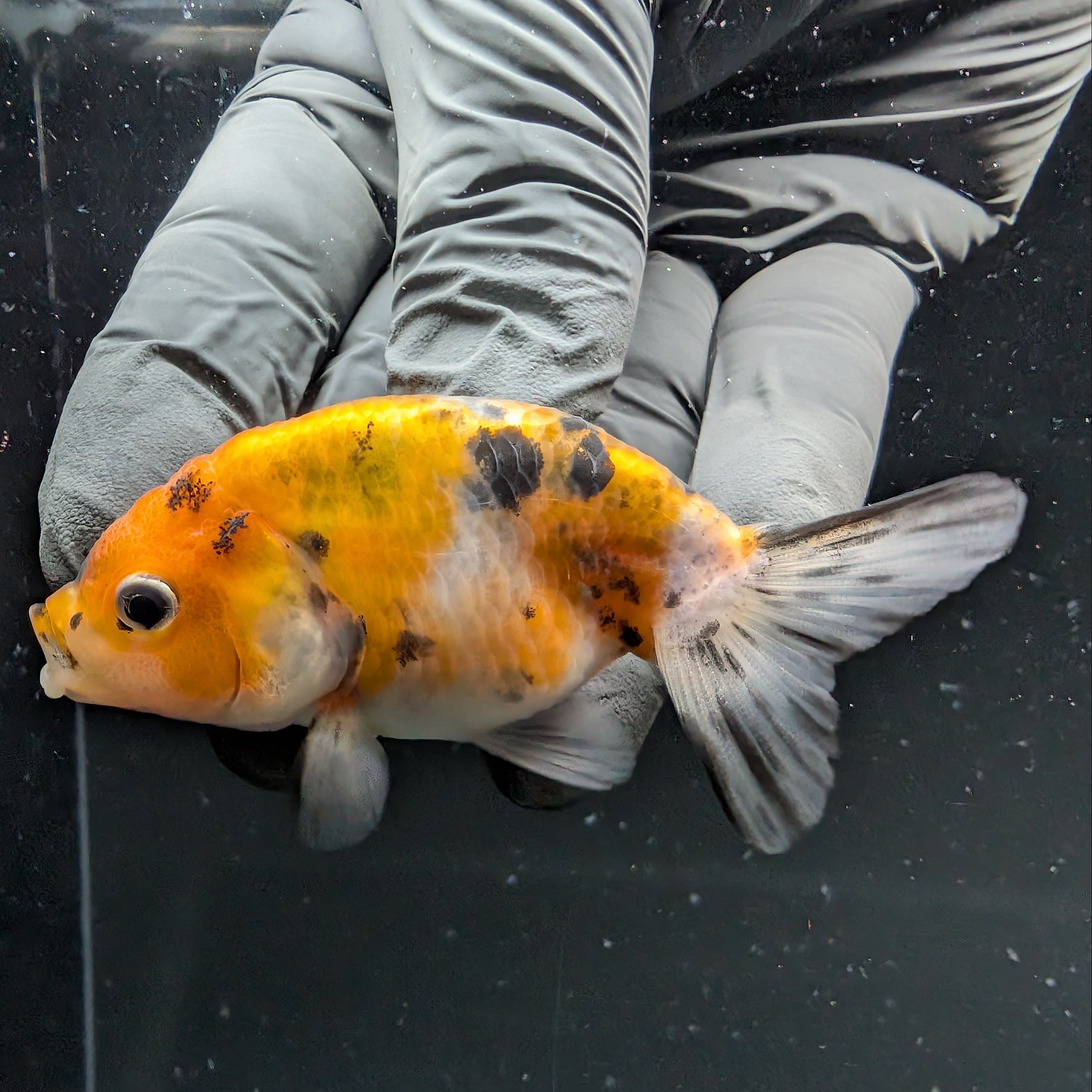 Ranchu Calico 2.5"-3" in. ID#724R4A-035