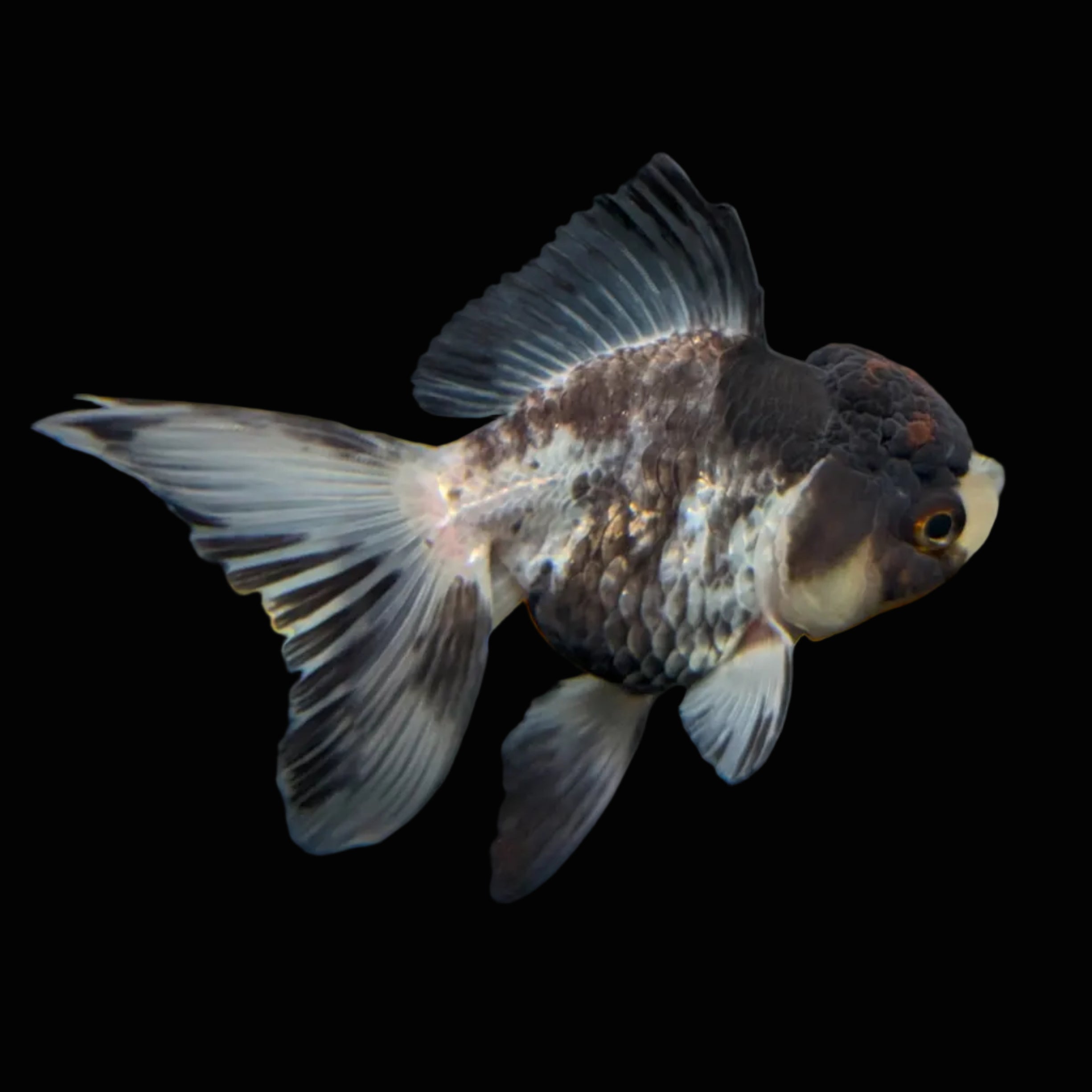 Thai Juvenile Oranda Tricolor 3"-3.5" in.  ID#724T1A-022