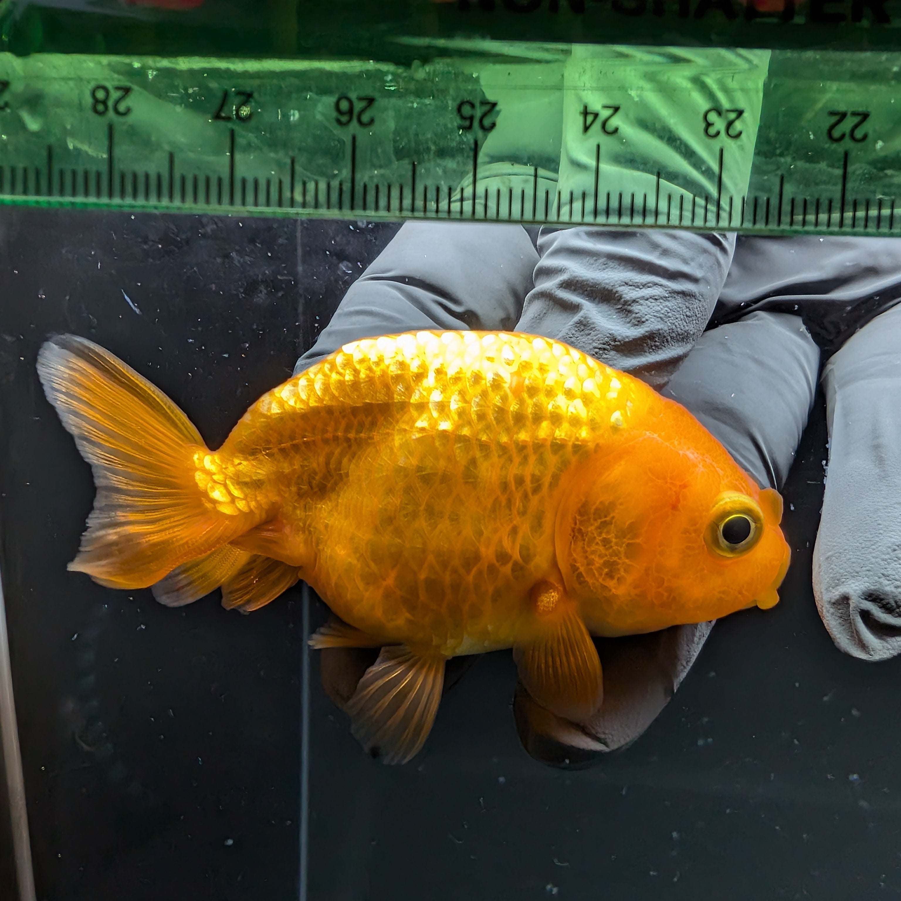 Ranchu Red White 2.5"-3" in. ID#724R4A-032