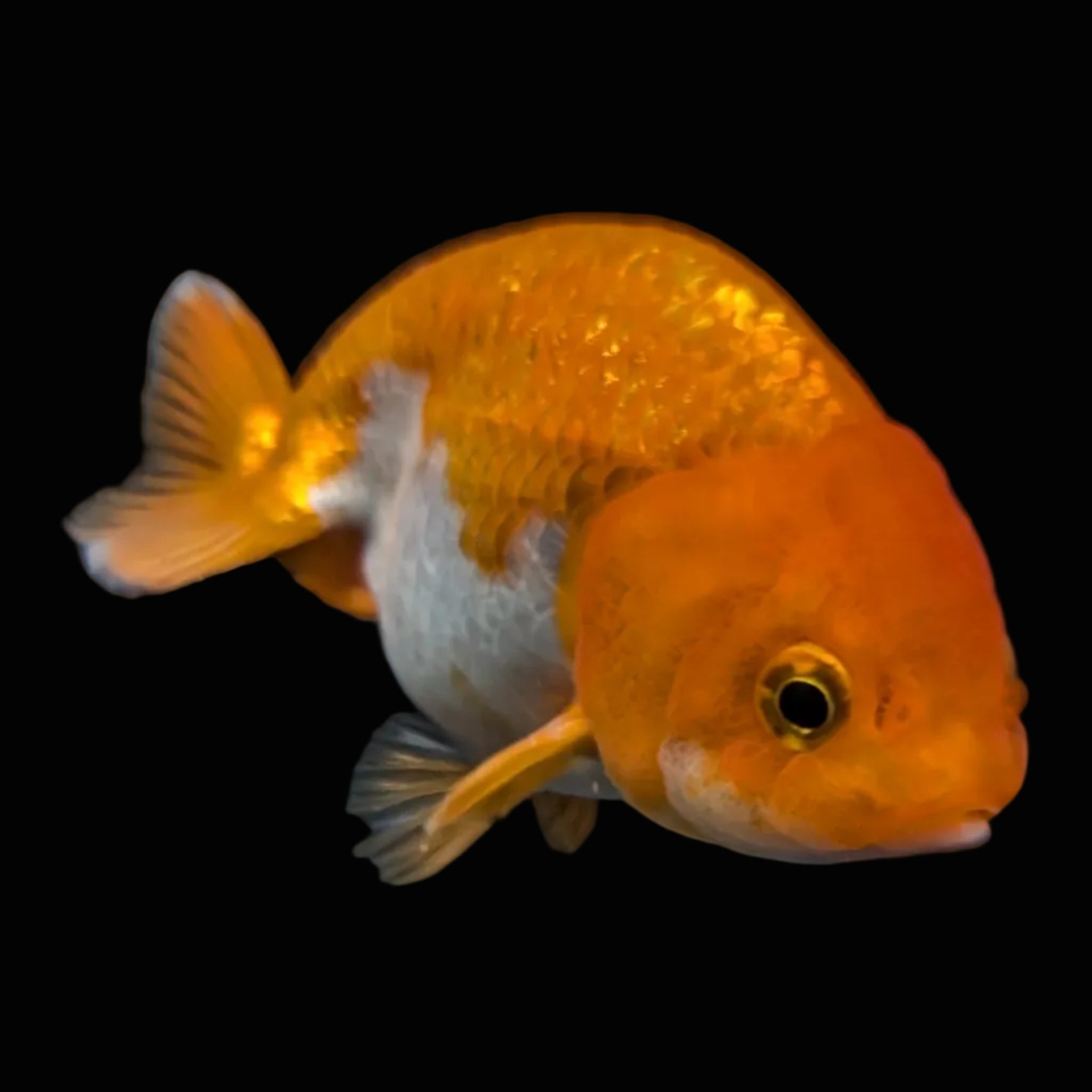 Ranchu Red White 3.5"-4"in. ID#821R4A-055
