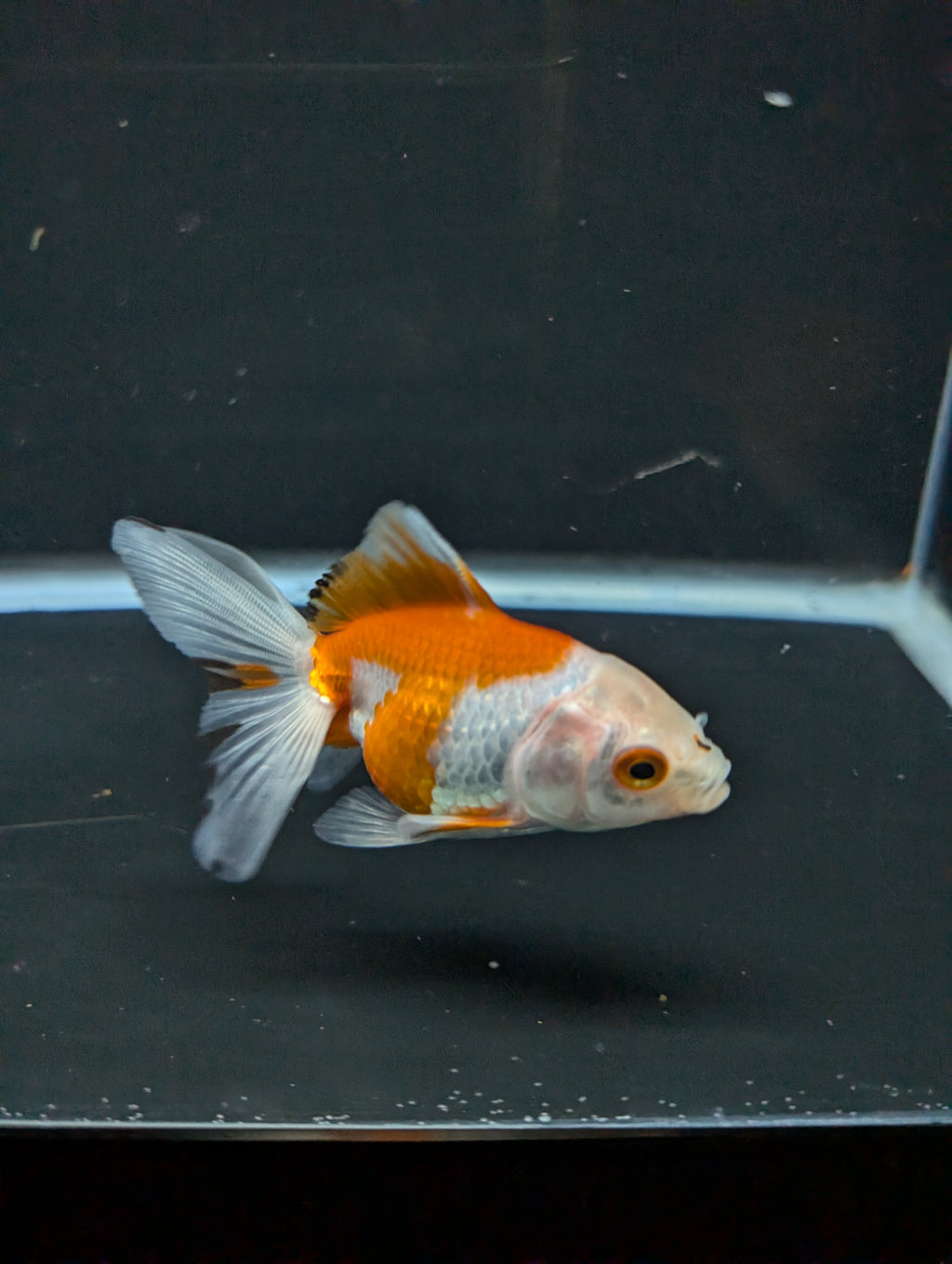Juvenile Oranda  Red White 3"-3.5"in.  ID#619T1A-007