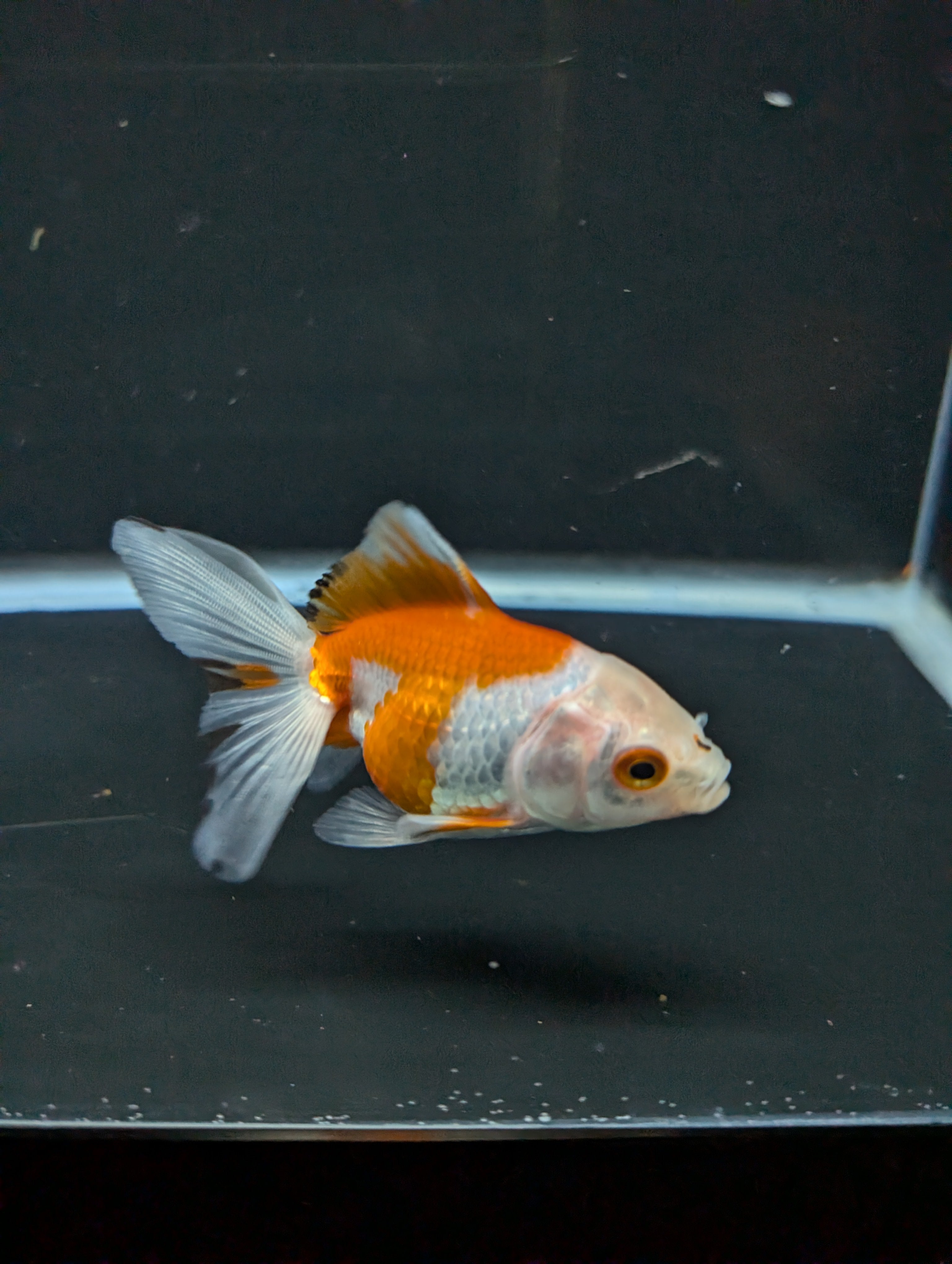 Juvenile Oranda  Red White 3"-3.5"in.  ID#619T1A-007