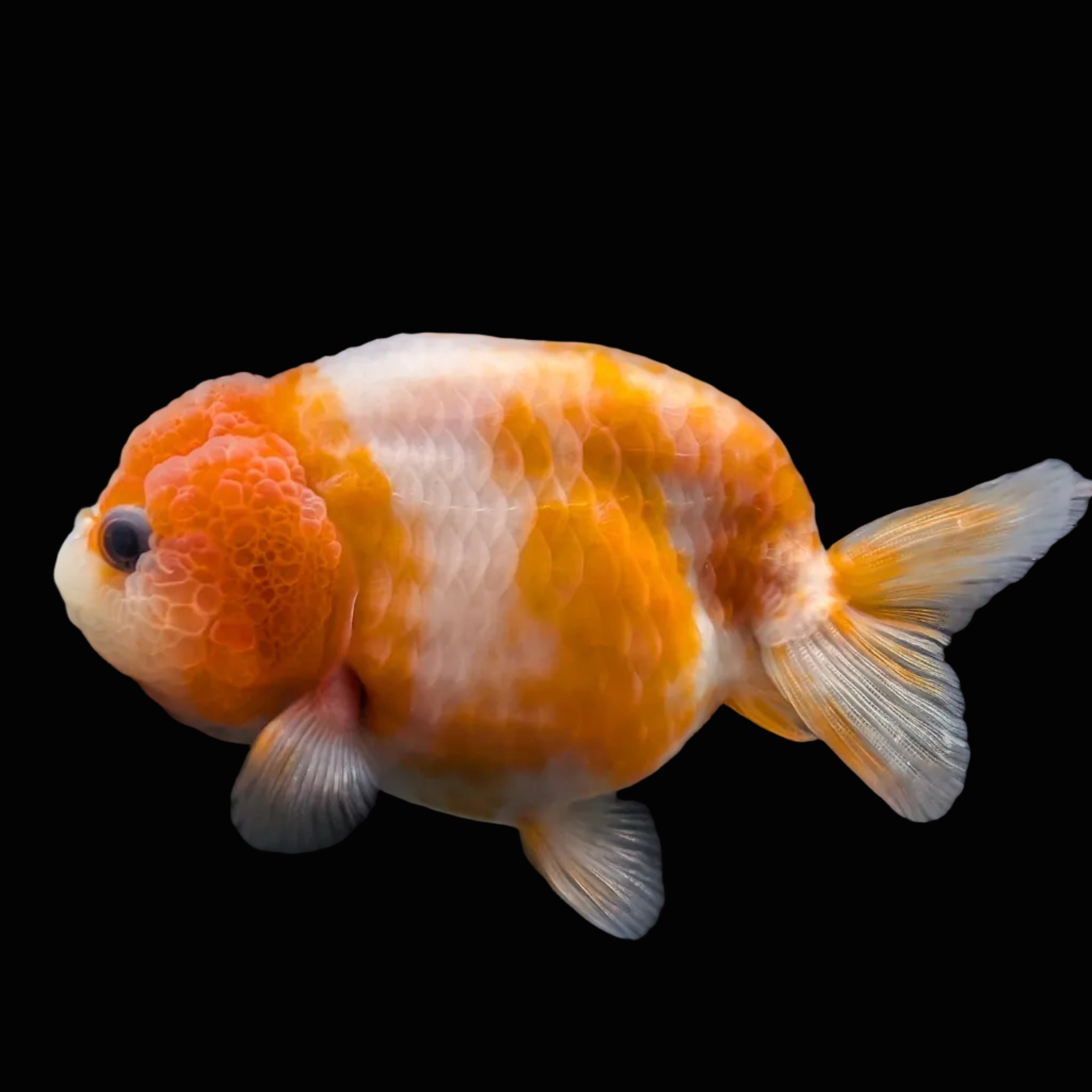 Jumbo Ranchu Sakura 3.5"- 4" in. ID#710R8A-026