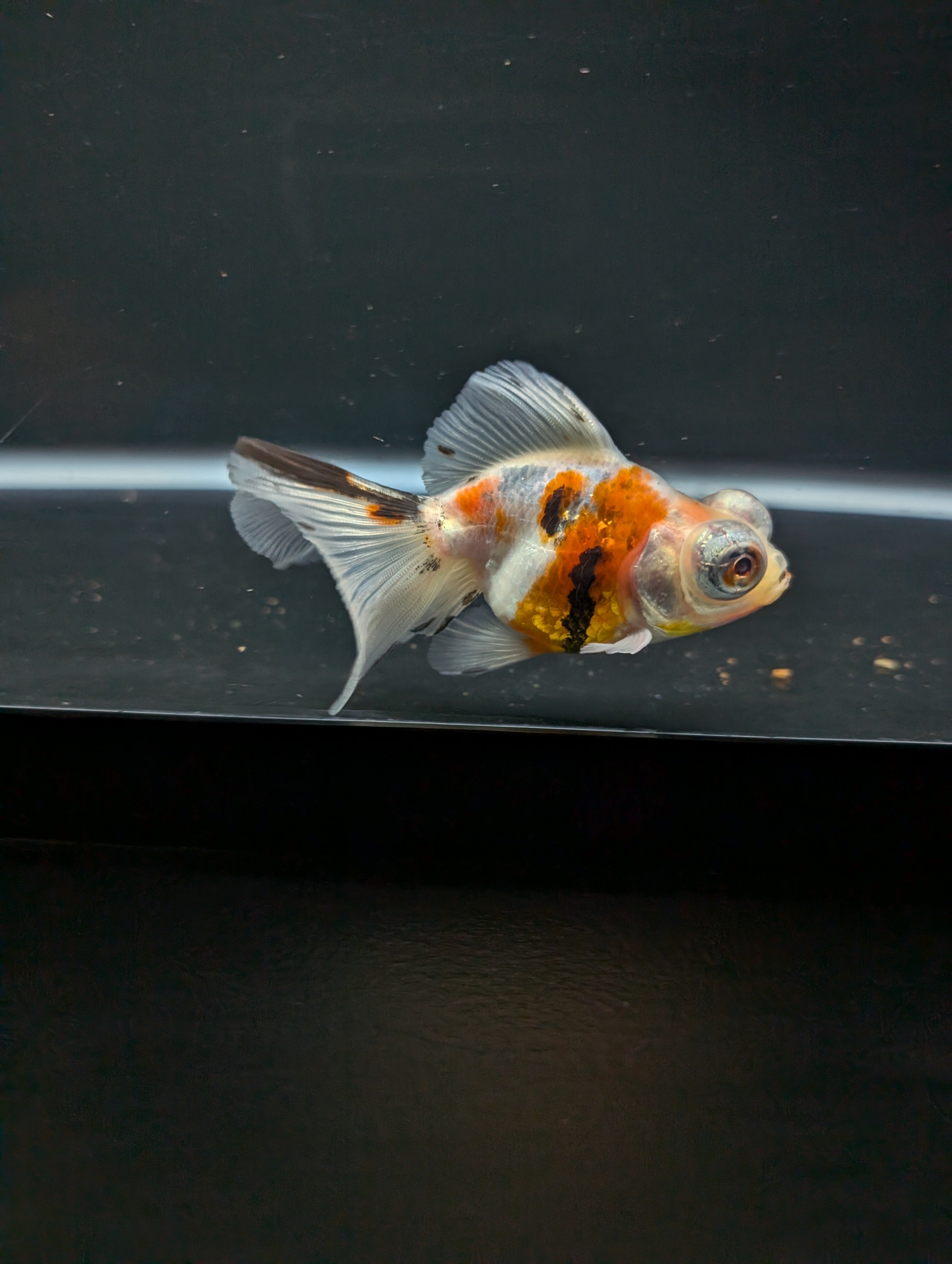 Telescope Butterfly Calico 3.5"-4" in. ID#605B6B-038