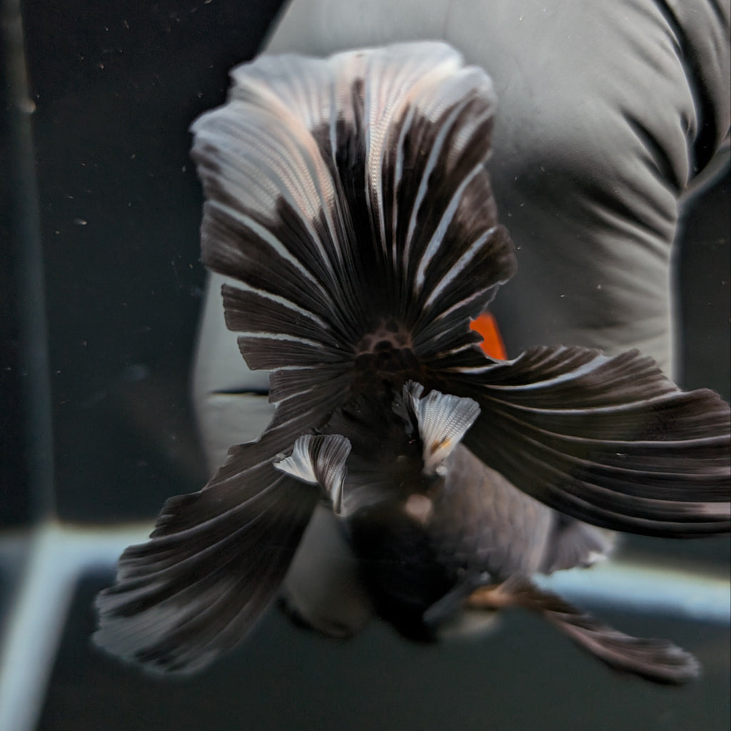 Thai Oranda Tricolor  4.5"-5"  ID#718T5B-004