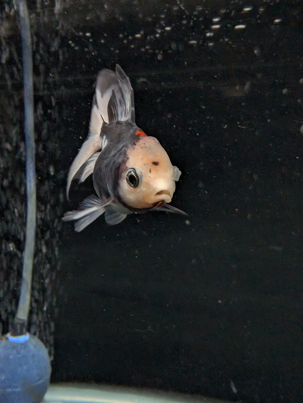 Juvenile Oranda  Tricolor 3"-3.5"in.  ID#619T1A-011